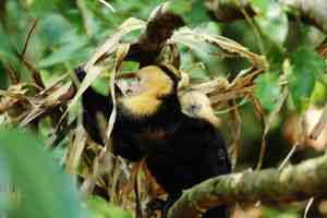 Monkey in a rainforest in Costa Rica