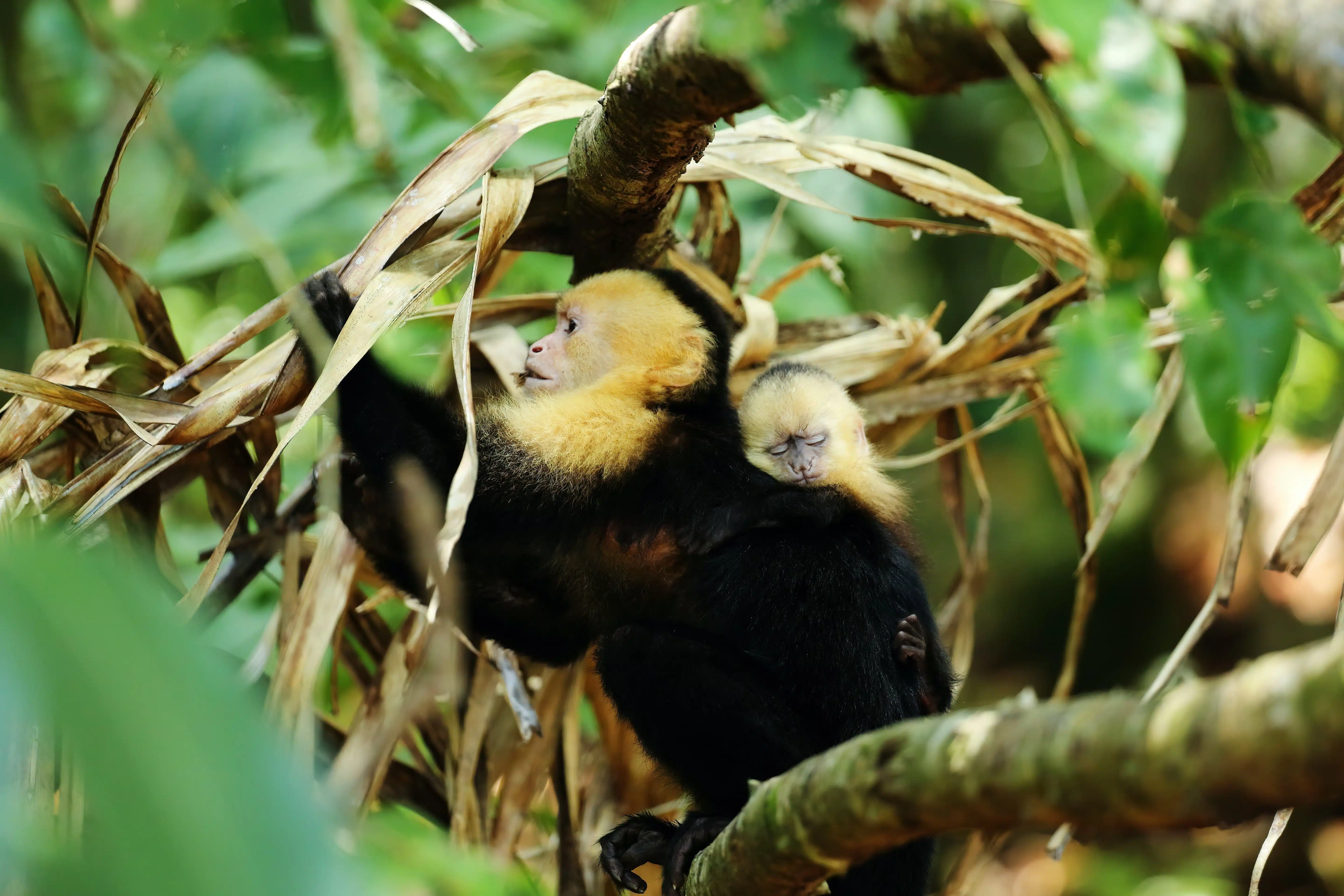 Monkey in a rainforest in Costa Rica