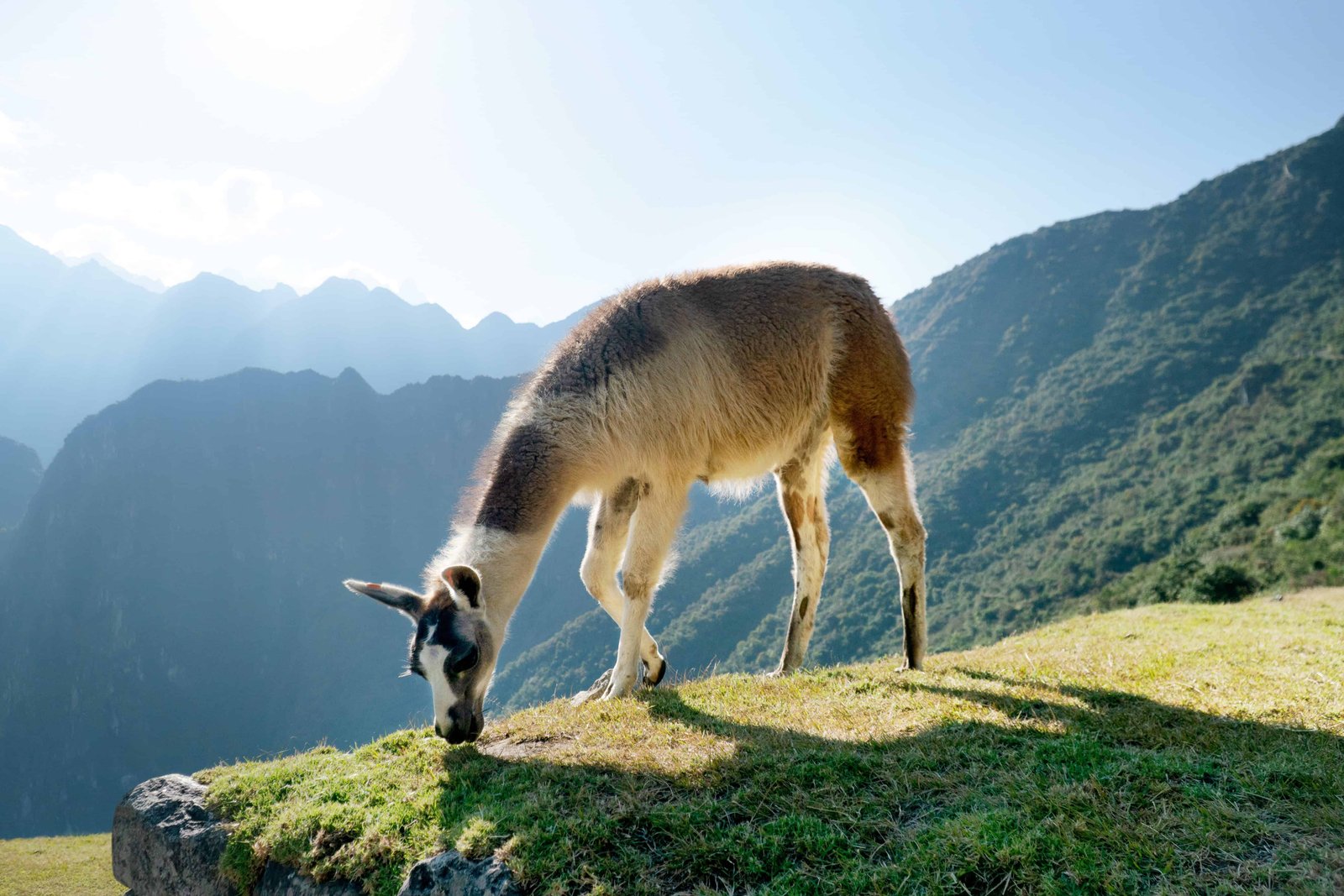 Machu Picchu Mountain: Your FULL Guide to Hiking in 2026 11 Machu Picchu Lama