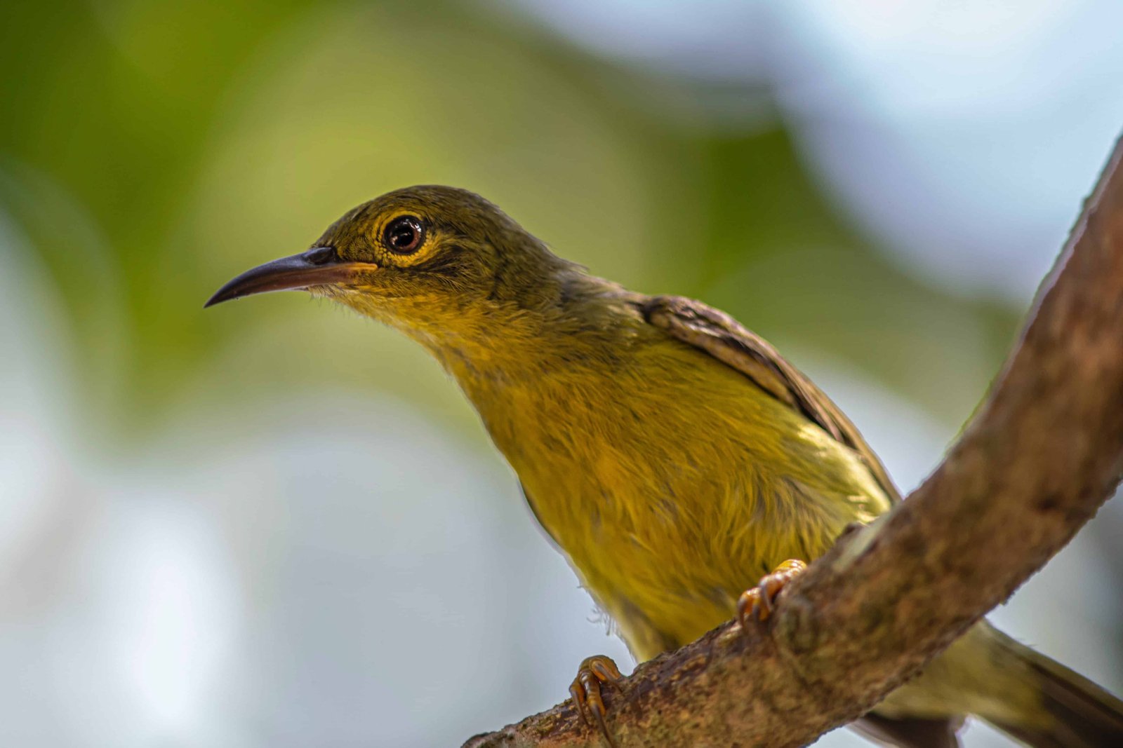 Tukad Cepung Waterfall: Why you MUST Go! (FULL Guide 2026) 9 Olive-backed Sunbird Bali