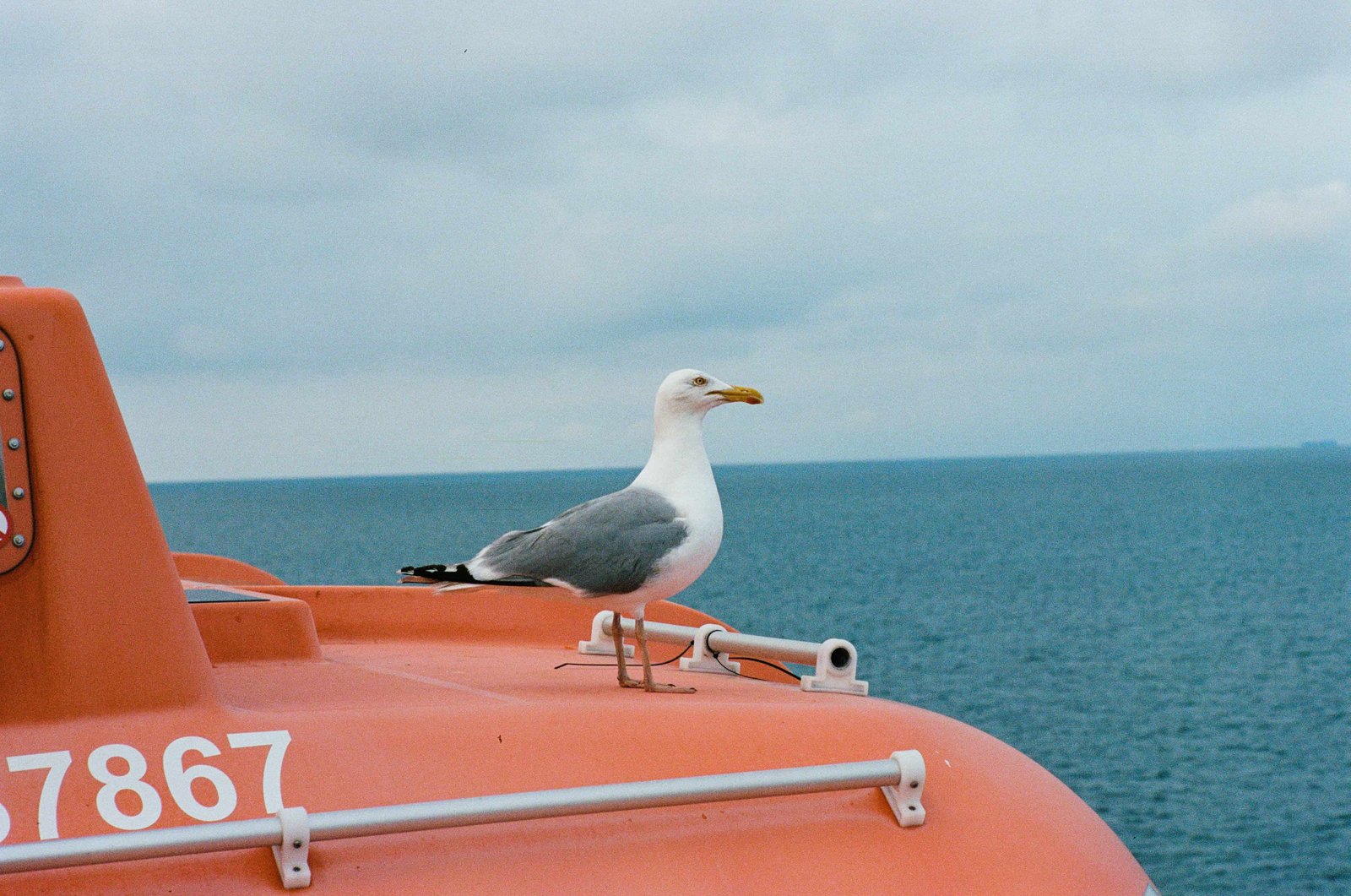 Ferry From Athens To Mykonos: 22 Things You NEED To Know 7 Bird on a ferry