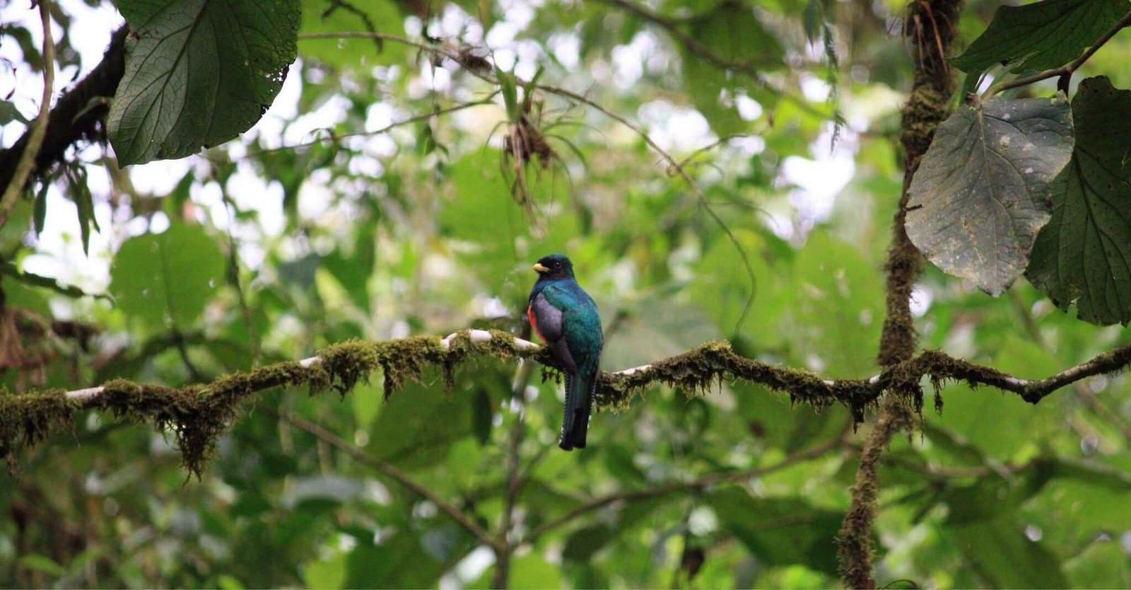 Bajos del Toro: A Full Guide to Costa Rica's Hidden Gem | 2026 9 Bajos del Toro