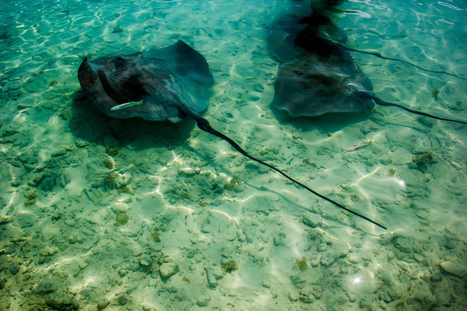 Traveling To French Polynesia: 26 Things You Must Know! 38 Stingrays in Bora Bora