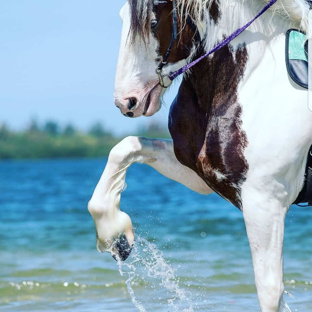 Ultimate Guide to Anna Maria Island Beach (in 2026) 13 Horse in water at Anna Maria Beach