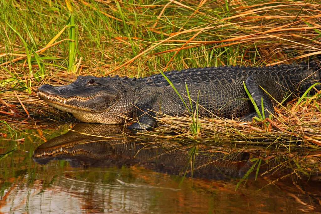 Everglades, Florida Guide: National Park vs Francis S. Taylor Management Area (What to Choose) 16 Alligator on the hunt