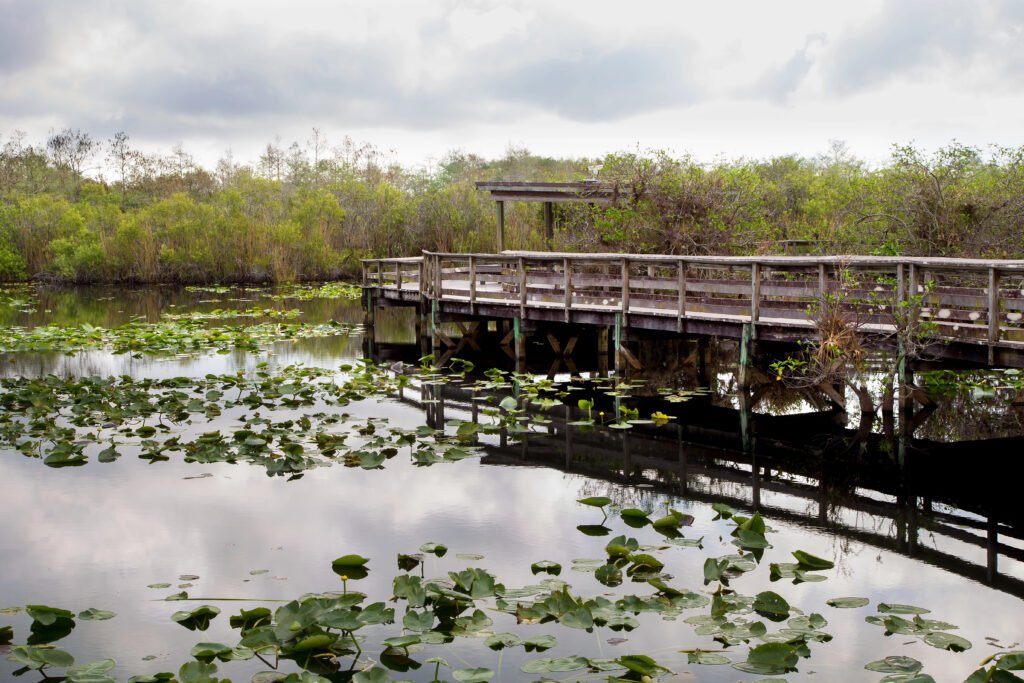 Everglades, Florida Guide: National Park vs Francis S. Taylor Management Area (What to Choose) 10 Anhinga Trail boardwalk