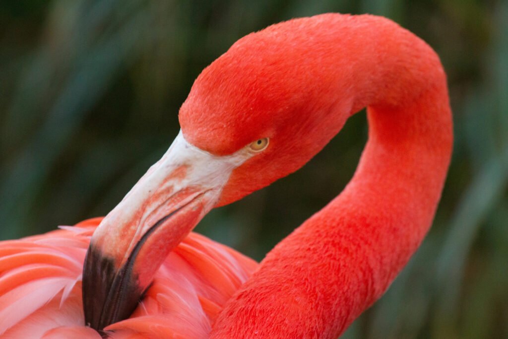 Everglades, Florida Guide: National Park vs Francis S. Taylor Management Area (What to Choose) 9 Flamingo