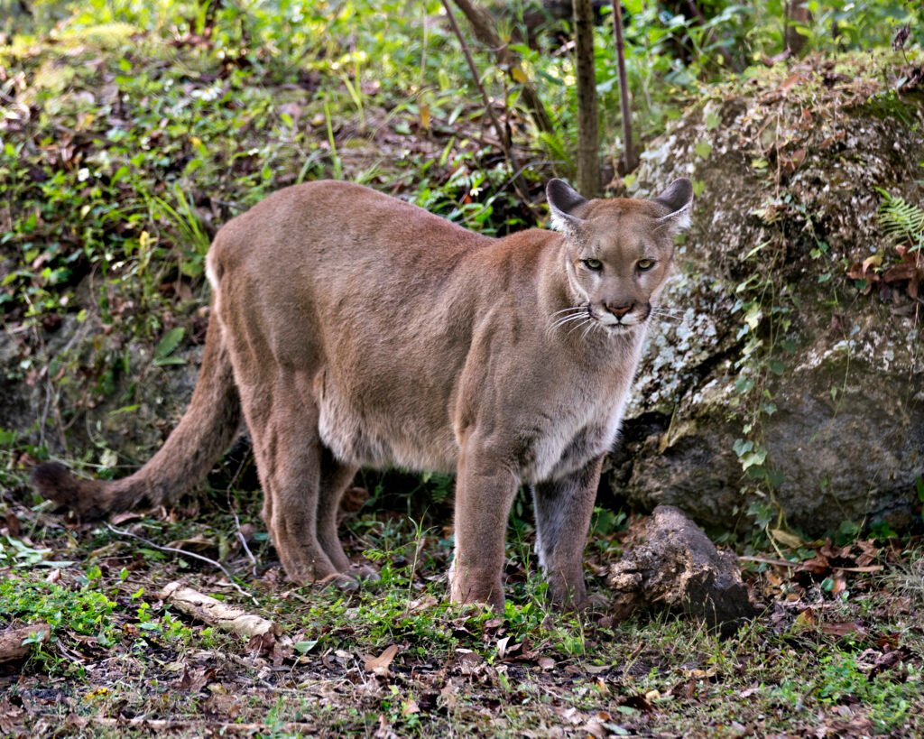 Everglades, Florida Guide: National Park vs Francis S. Taylor Management Area (What to Choose) 22 Florida Panther