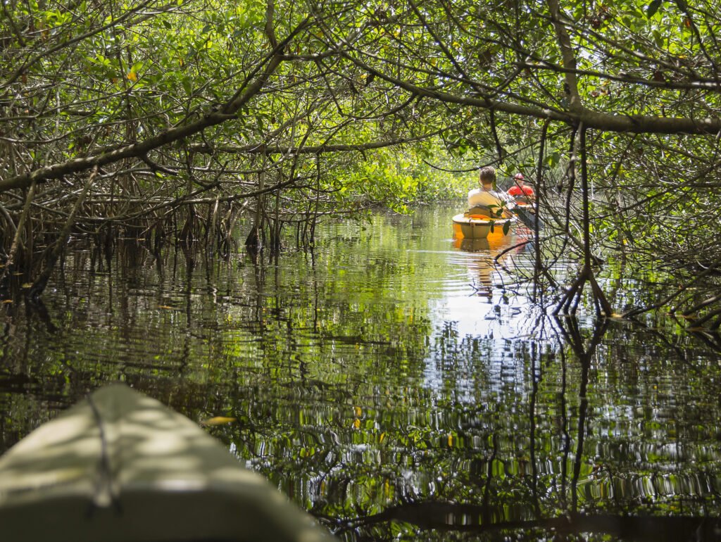 Everglades, Florida Guide: National Park vs Francis S. Taylor Management Area (What to Choose) 14 Kayaking in the everglades