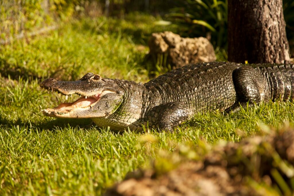Everglades, Florida Guide: National Park vs Francis S. Taylor Management Area (What to Choose) 6 Alligator in Everglades