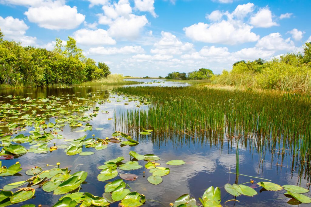 Everglades, Florida Guide: National Park vs Francis S. Taylor Management Area (What to Choose) 20 Water in the Everflades