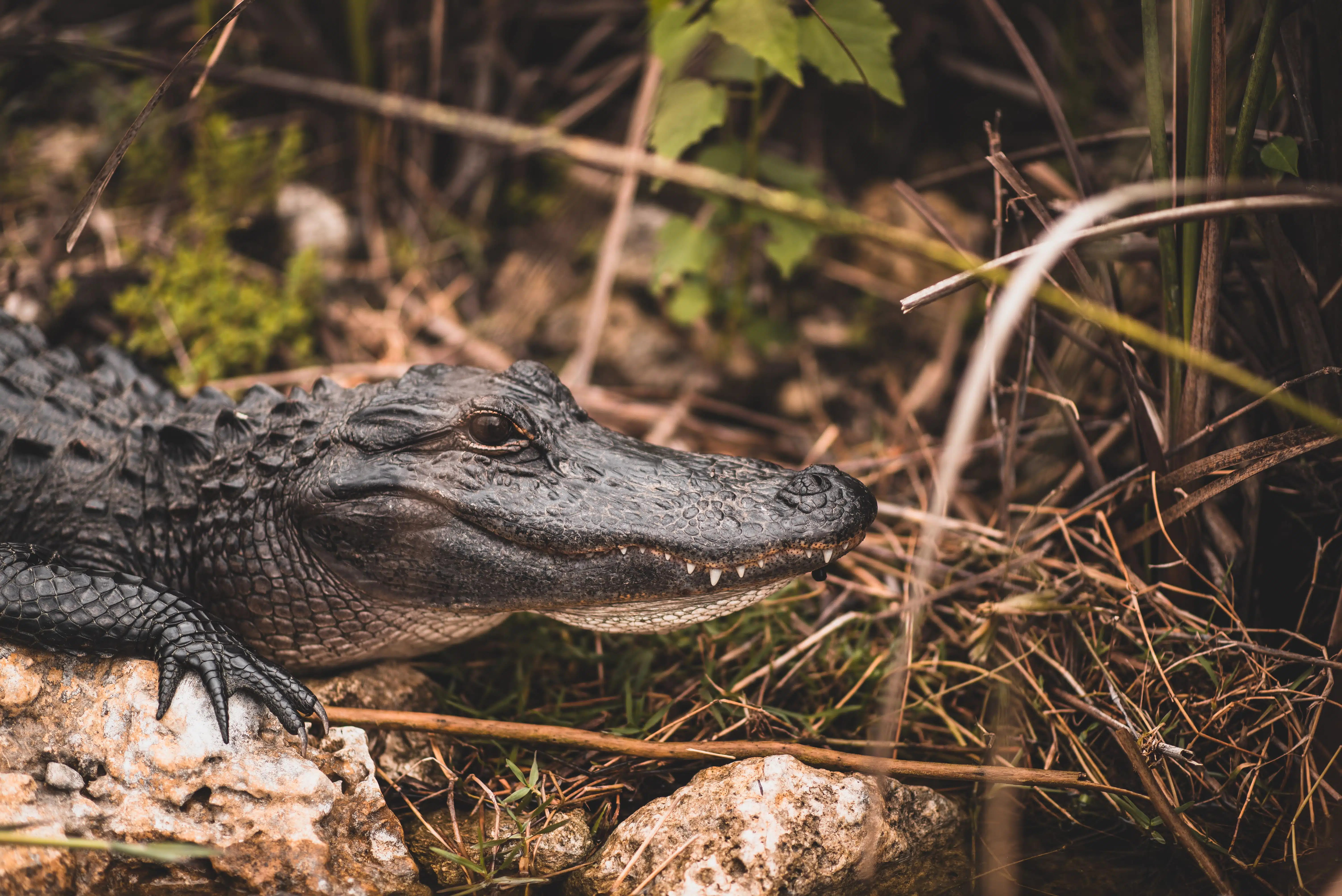 Alligator in the Everglades