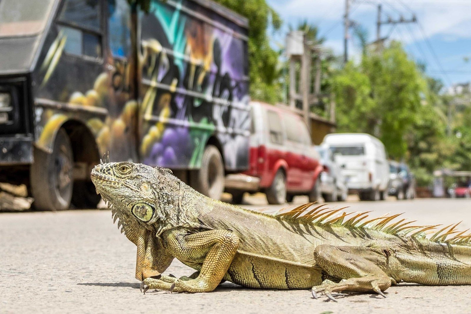 Sayulita Beaches: 2026 Guide to Riviera Nayarit’s Best Spots 11 Sayulita town