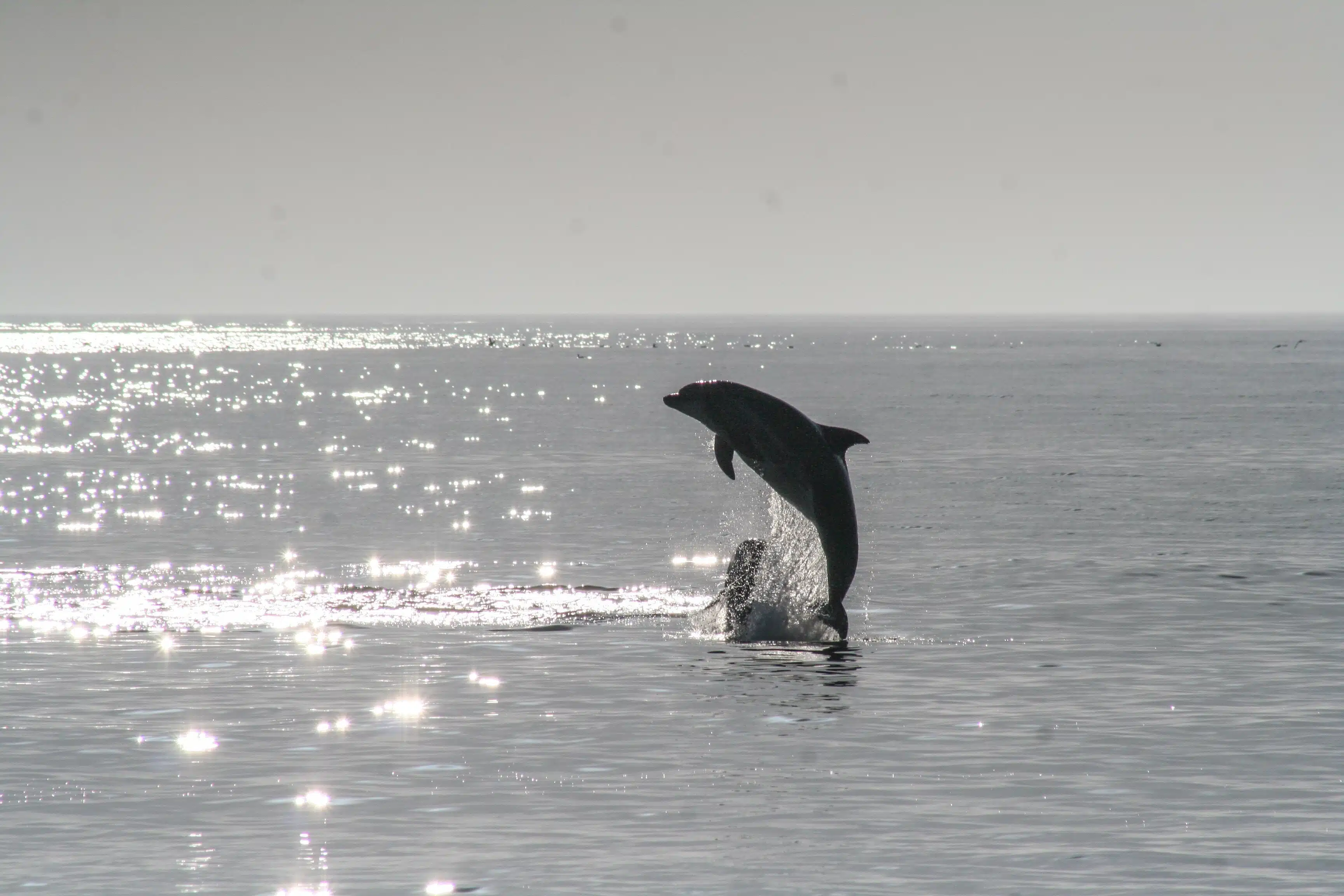 Dolphin Tour in Anna Maria Island