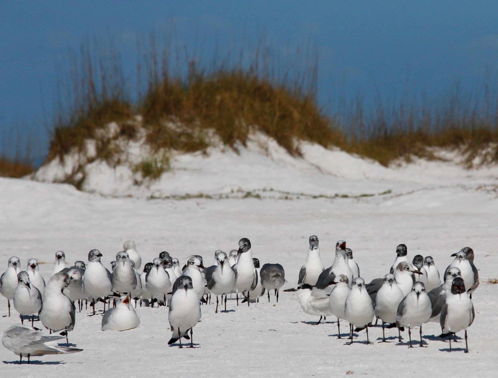 Ultimate Guide to Anna Maria Island Beach (in 2026) 15