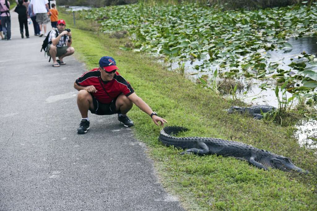 Everglades, Florida Guide: National Park vs Francis S. Taylor Management Area (What to Choose) 7 Encounter during the Shark Valley Loop