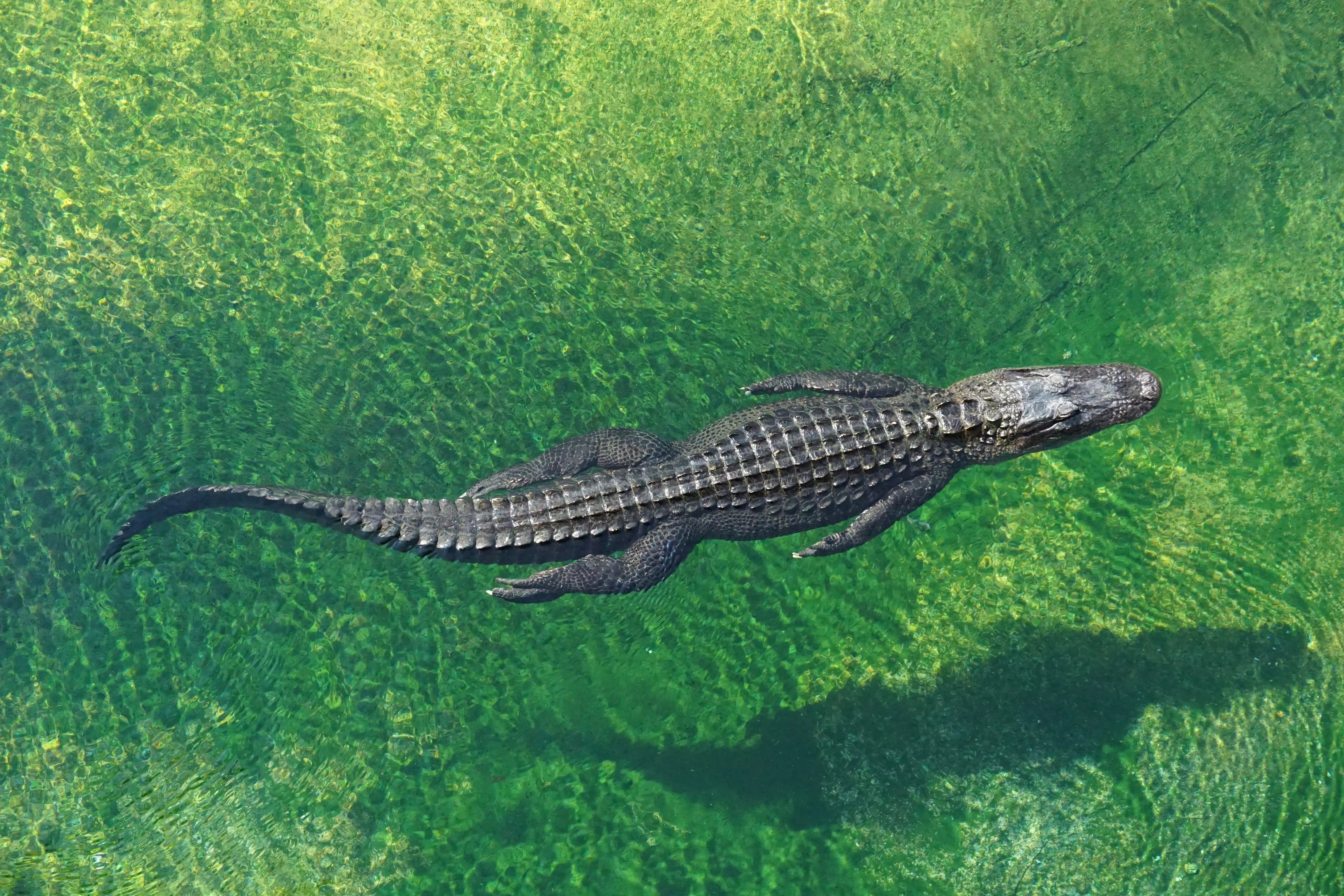 Alligator in the Everglades