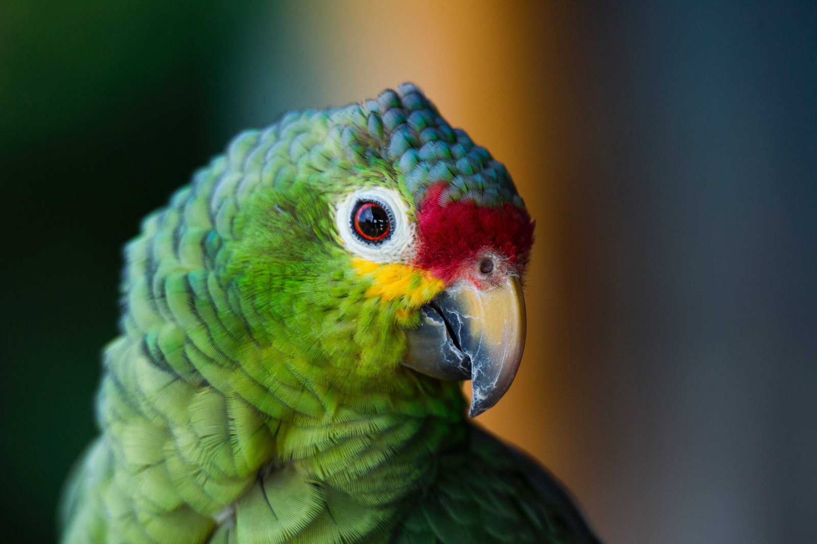 18 Things To Do In Guanacaste Costa Rica (2026) 8 Palo Verde National Park bird watching