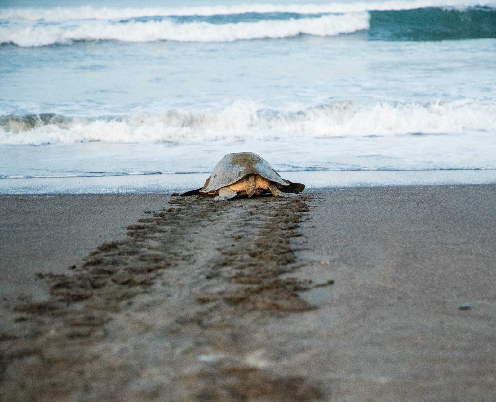 18 Things To Do In Guanacaste Costa Rica (2026) 3 guanacaste turtle nesting