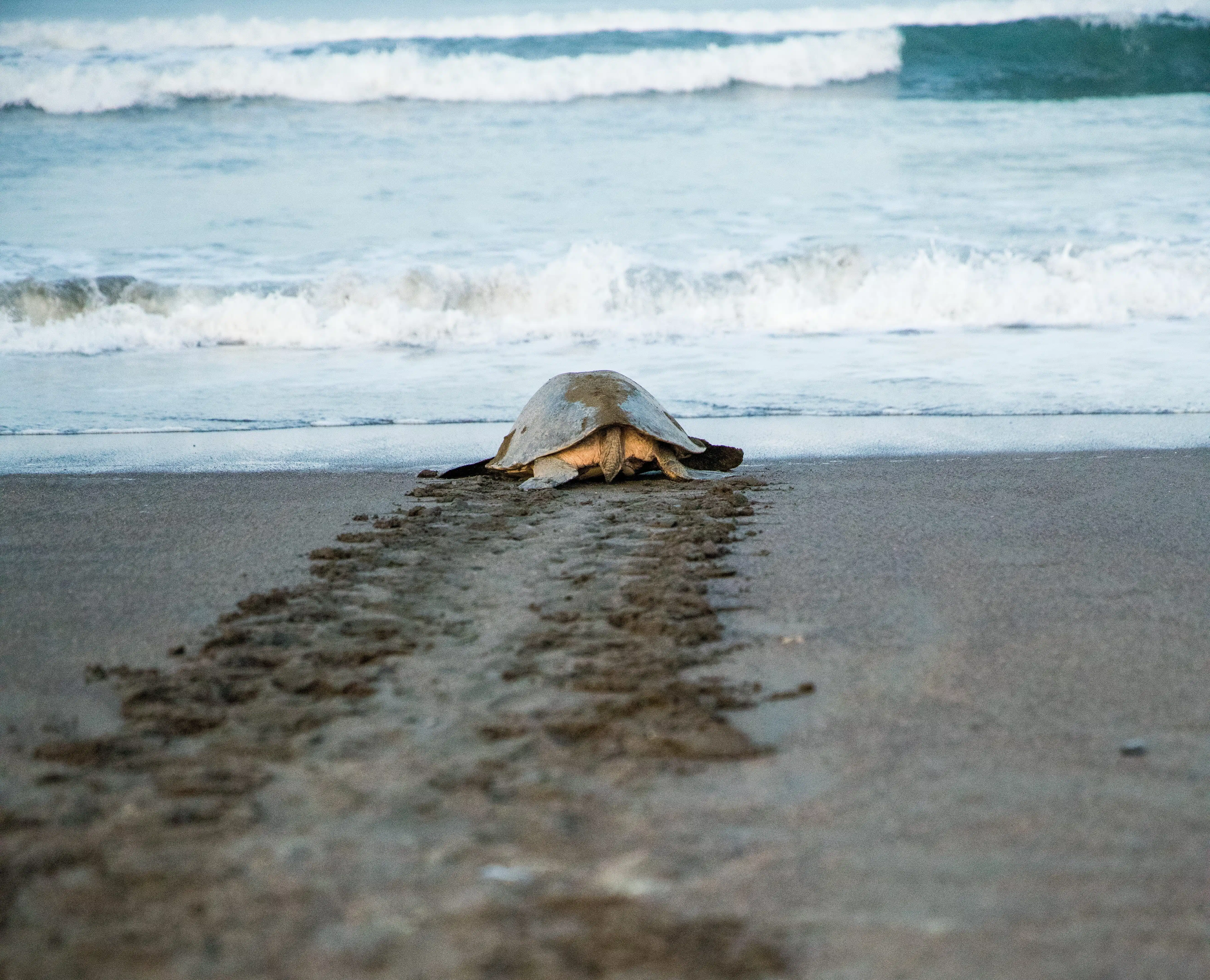 guanacaste turtle nesting