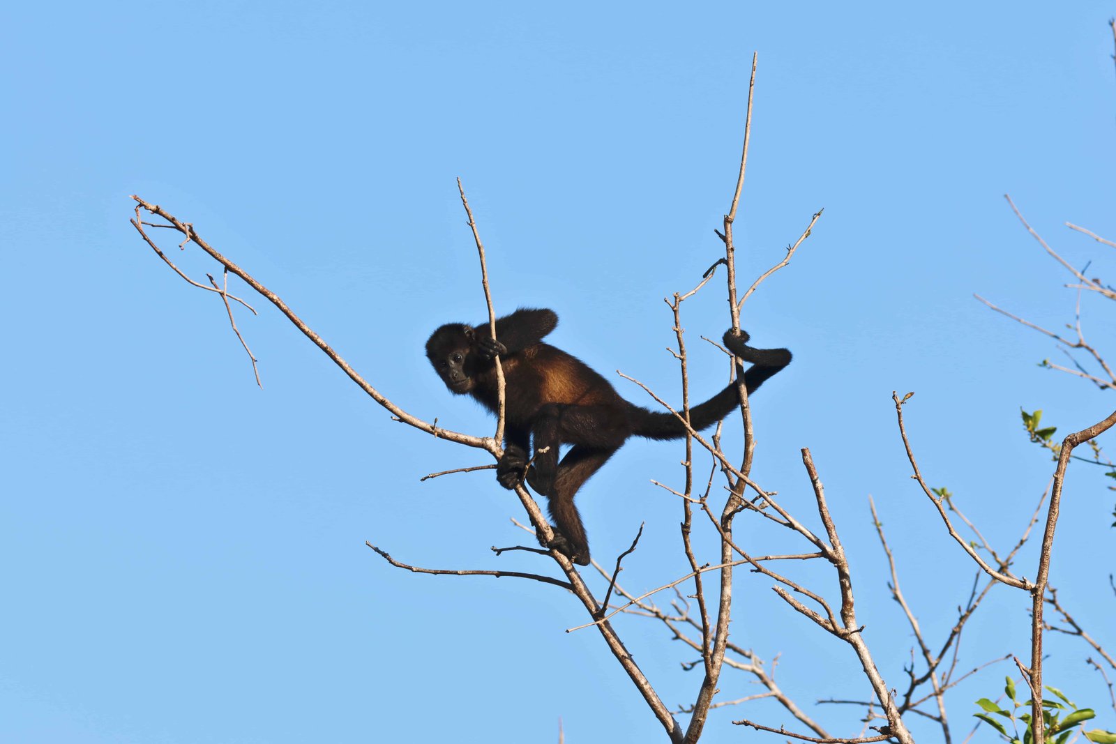 18 Things To Do In Guanacaste Costa Rica (2026) 5 guanacaste monkeys