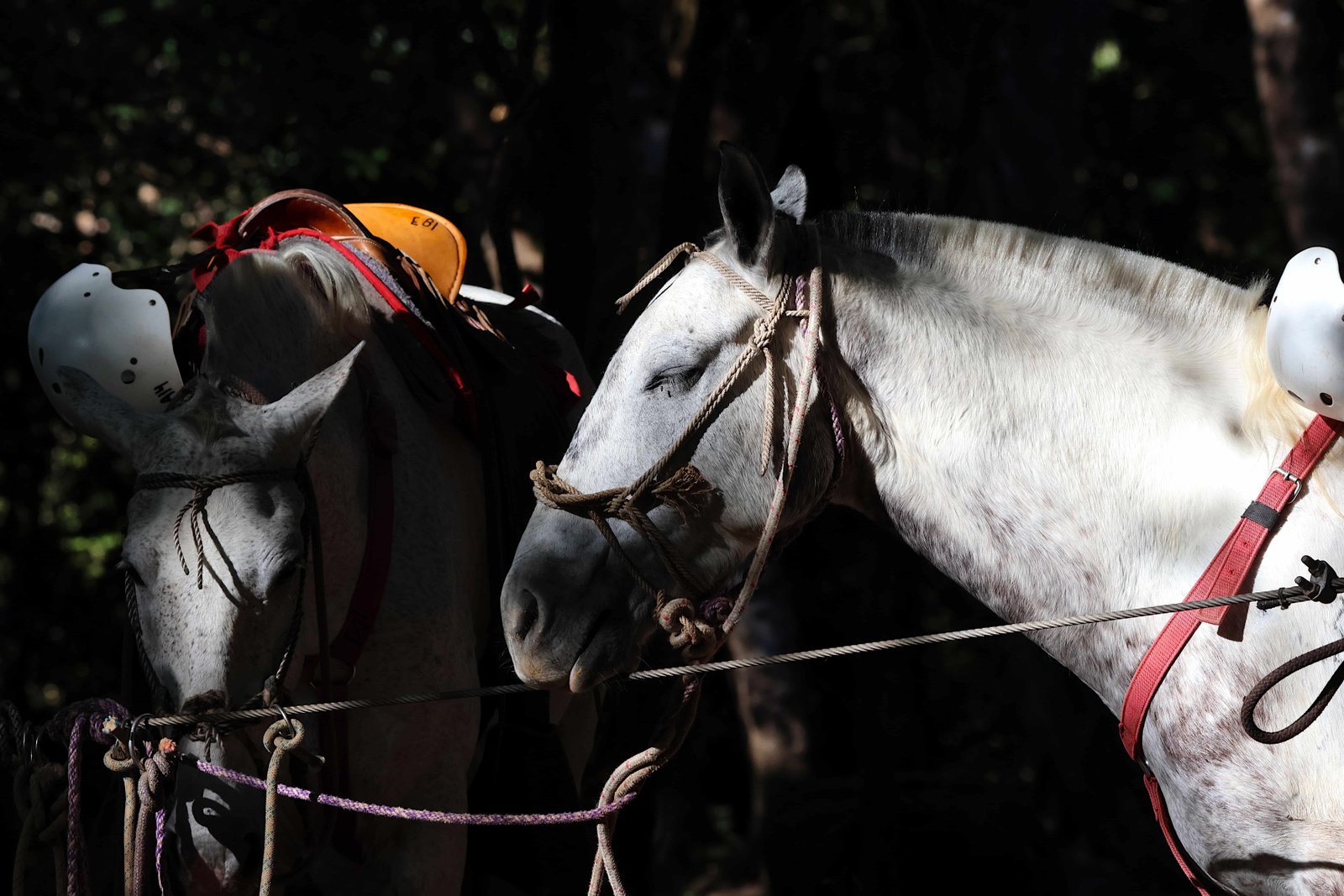 18 Things To Do In Guanacaste Costa Rica (2026) 6 horse riding in guanacaste, horse riding on the beach