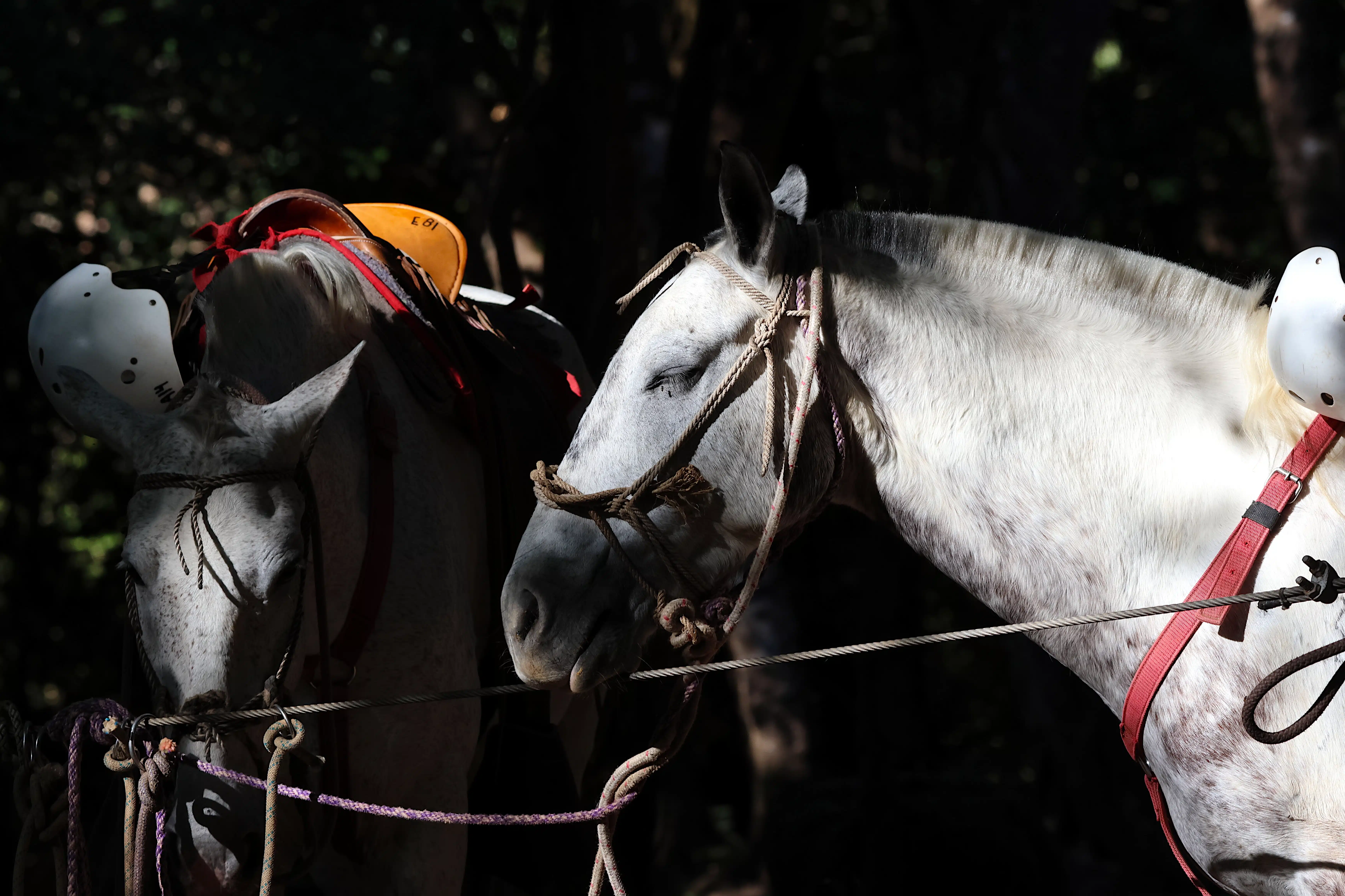 horse riding in guanacaste, horse riding on the beach