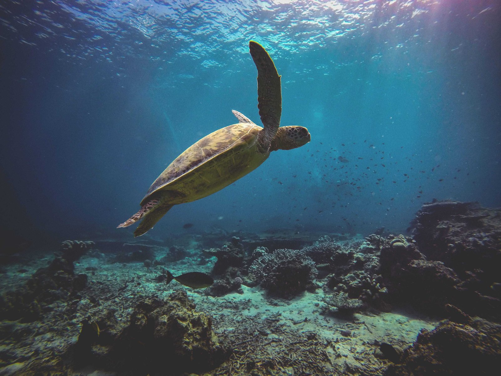 18 Things To Do In Guanacaste Costa Rica (2026) 9 scuba diving in guanacaste