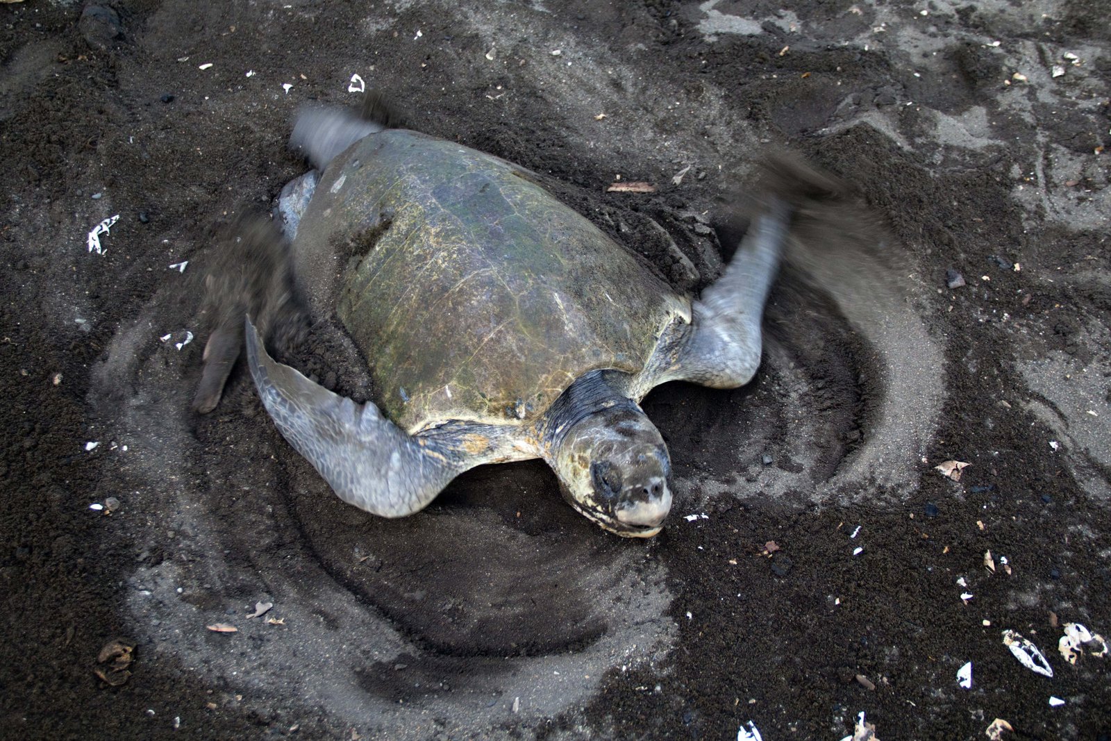 18 Things To Do In Guanacaste Costa Rica (2026) 10 Ostional Animal Refuge, turtle conservation