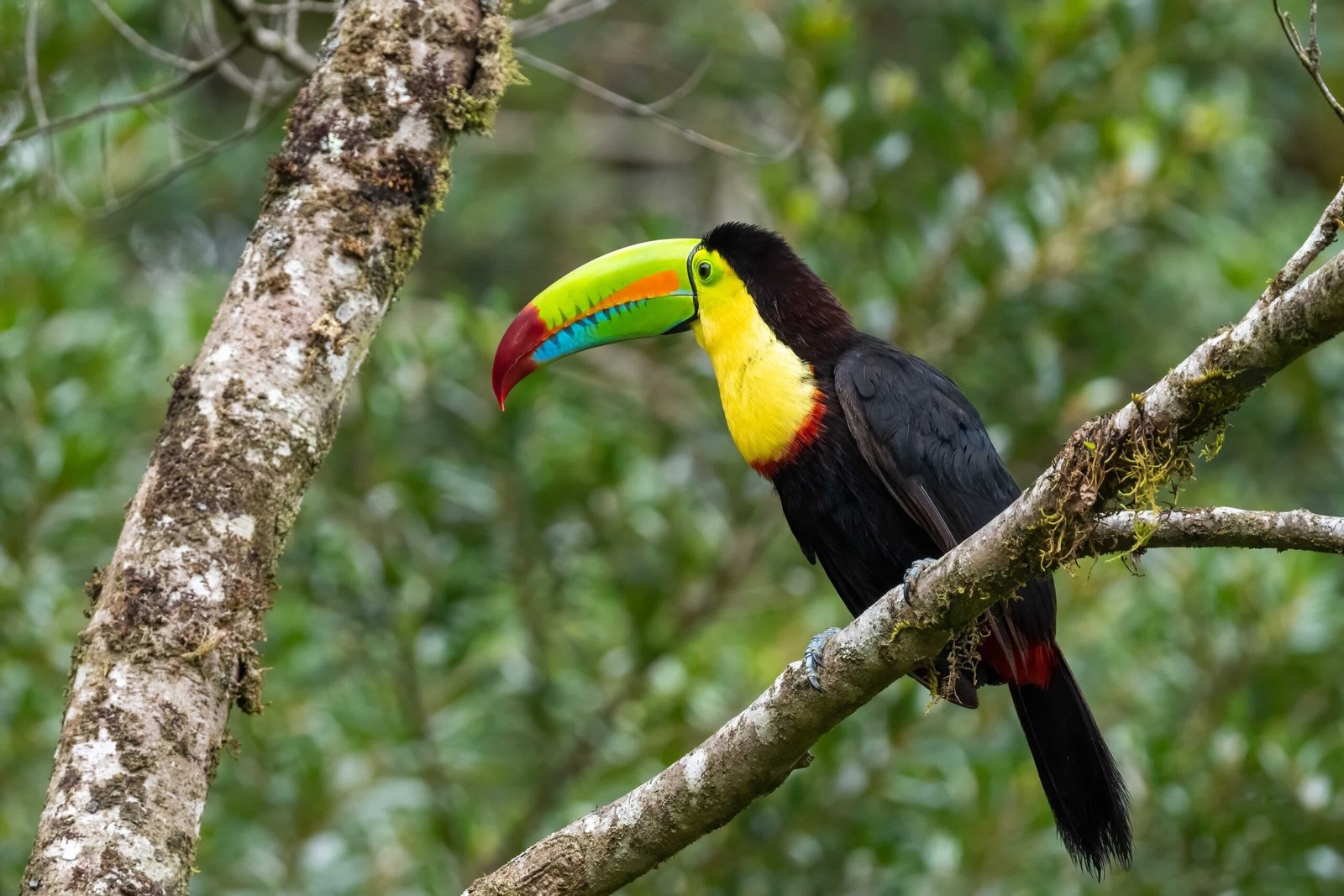 Best Things To Do in Puntarenas Costa Rica | 2026 1 A keel-billed toucan with a vividly colored beak featuring green, blue, orange, and red hues perches on a mossy tree branch. Its black body, yellow throat, and red tail contrast sharply with the lush green forest background.