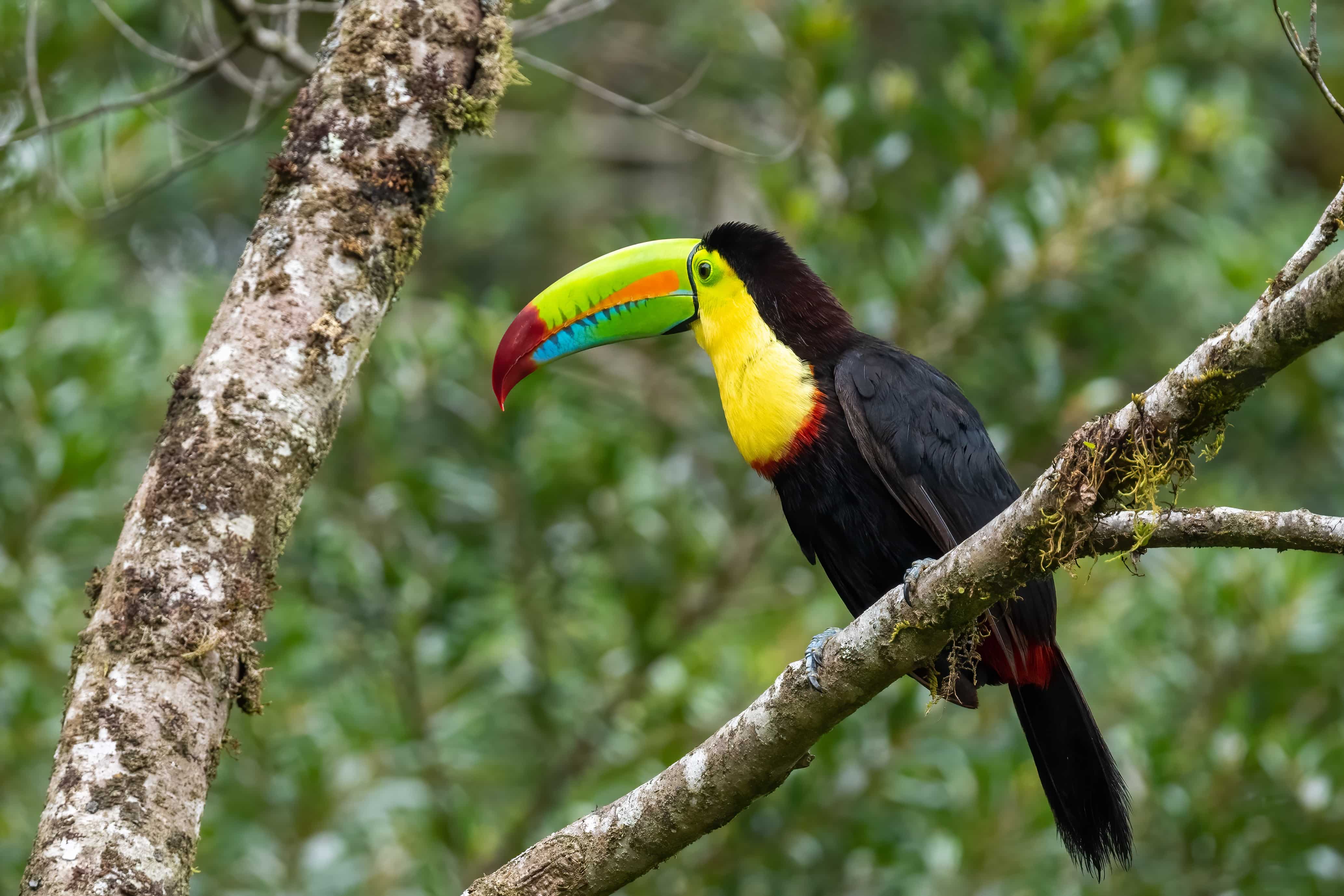 A keel-billed toucan with a vividly colored beak featuring green, blue, orange, and red hues perches on a mossy tree branch. Its black body, yellow throat, and red tail contrast sharply with the lush green forest background.