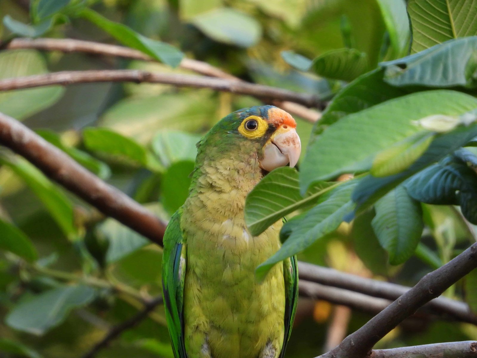 Best Things To Do in Puntarenas Costa Rica | 2026 8 Puntarenas Costa Rica