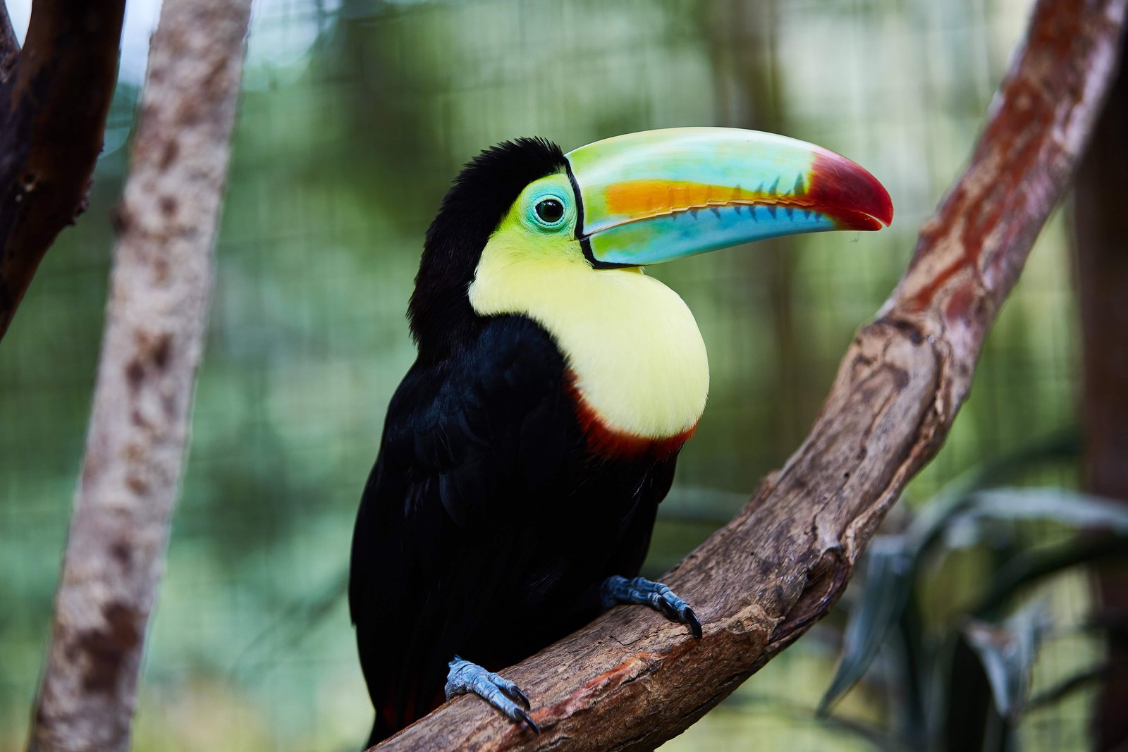Rio Celeste Costa Rica: Full Guide (2026 Update) 7 Toucan in a tree in the rain forest of Costa Rica near Poas Volcano
