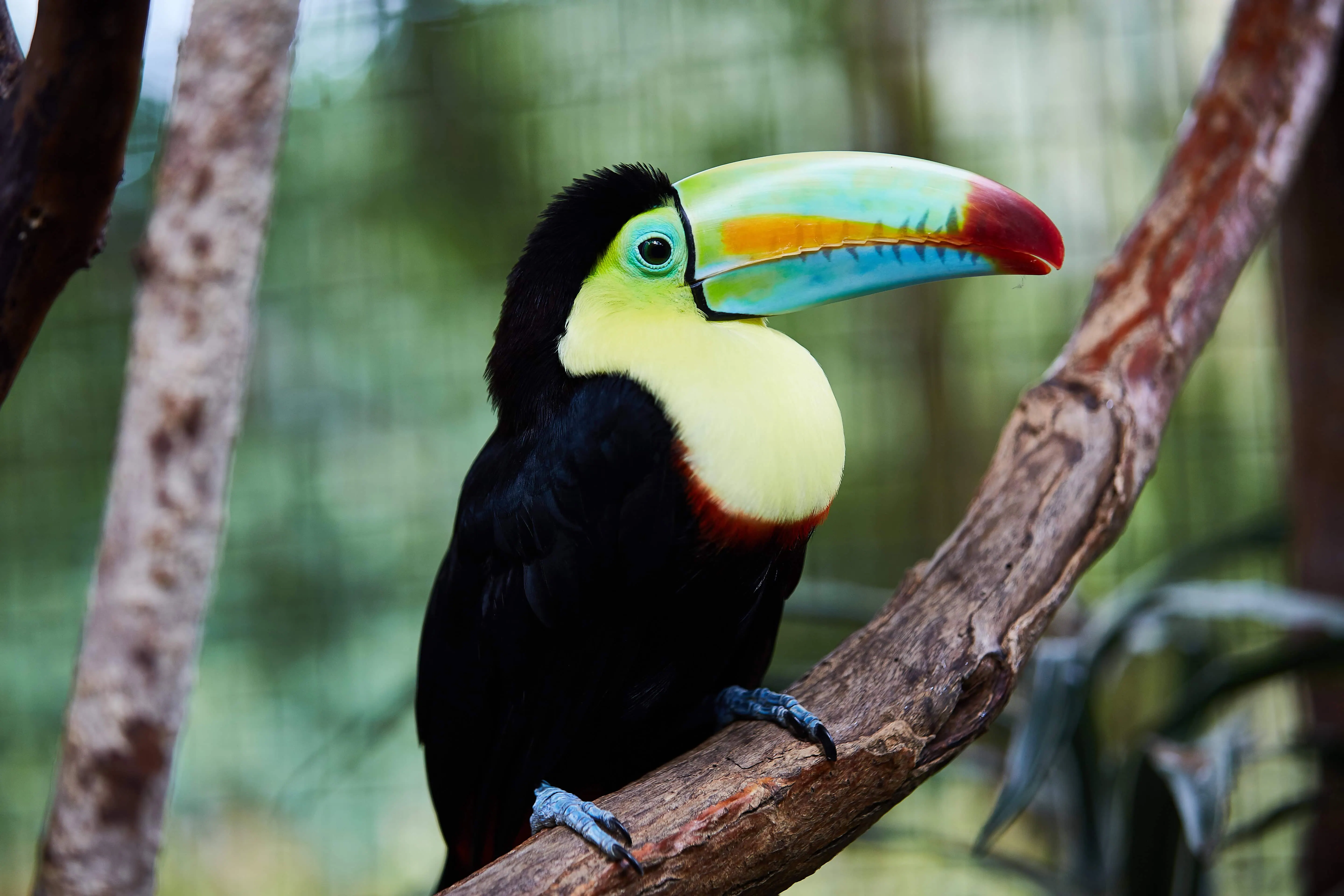 Toucan in a tree in the rain forest of Costa Rica near Poas Volcano