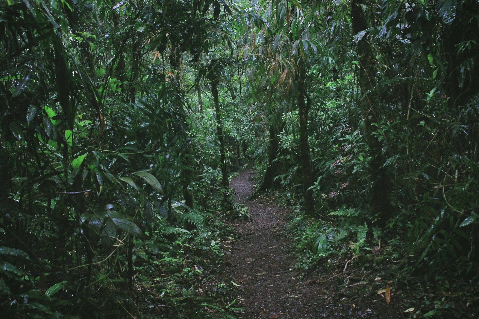 Top 15 Things To Do in San Jose Costa Rica 9 costa rica rainforest