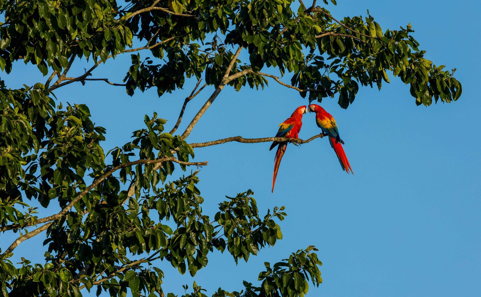 Top 15 Things To Do in San Jose Costa Rica 6 San Jose market