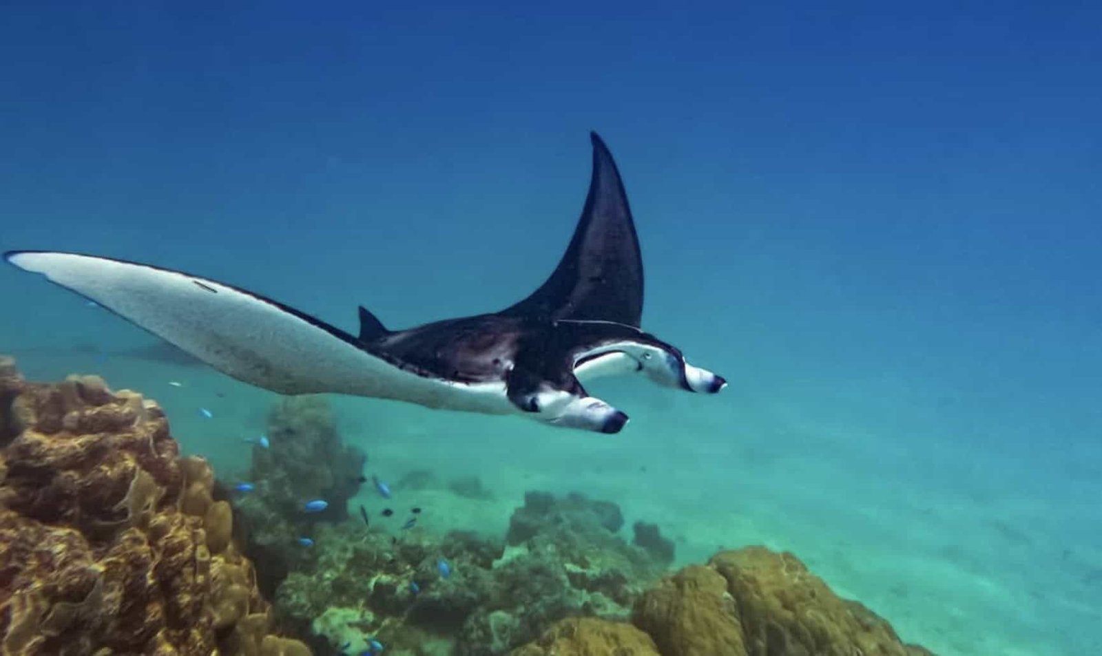 Maupiti Island: 13 TOP Things To Do in 2026 + Map 14 Manta Ray in Maupiti