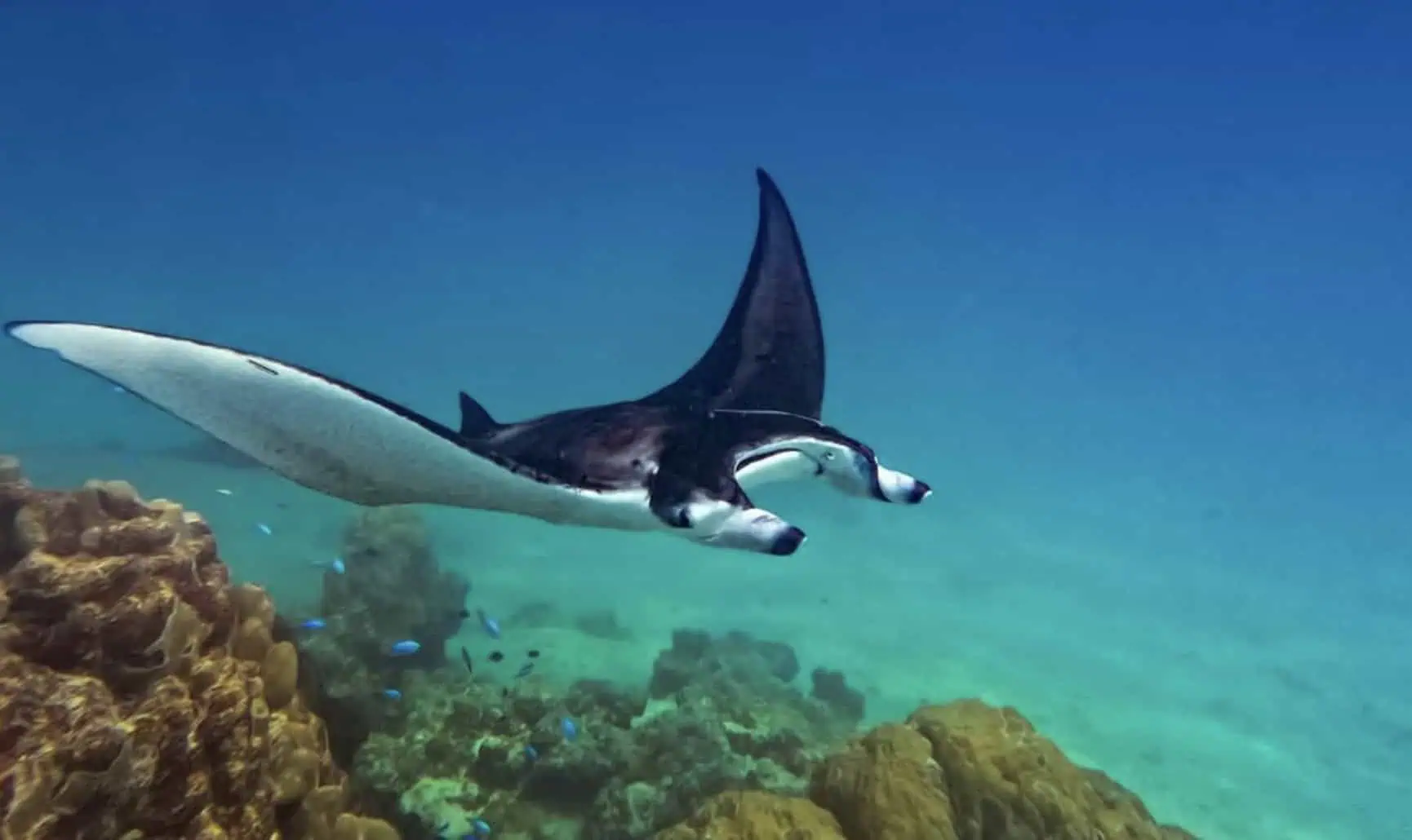 Manta Ray in Maupiti