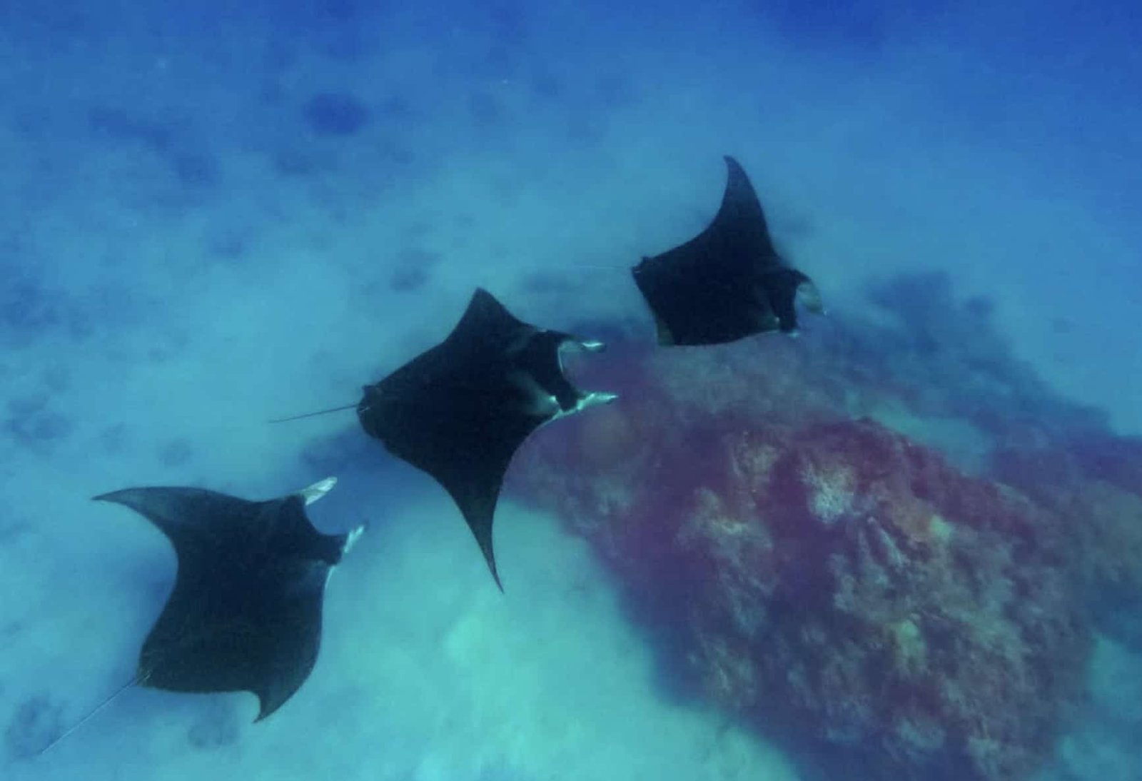 Maupiti Island: 13 TOP Things To Do in 2026 + Map 12 Manta Rays in Maupiti.