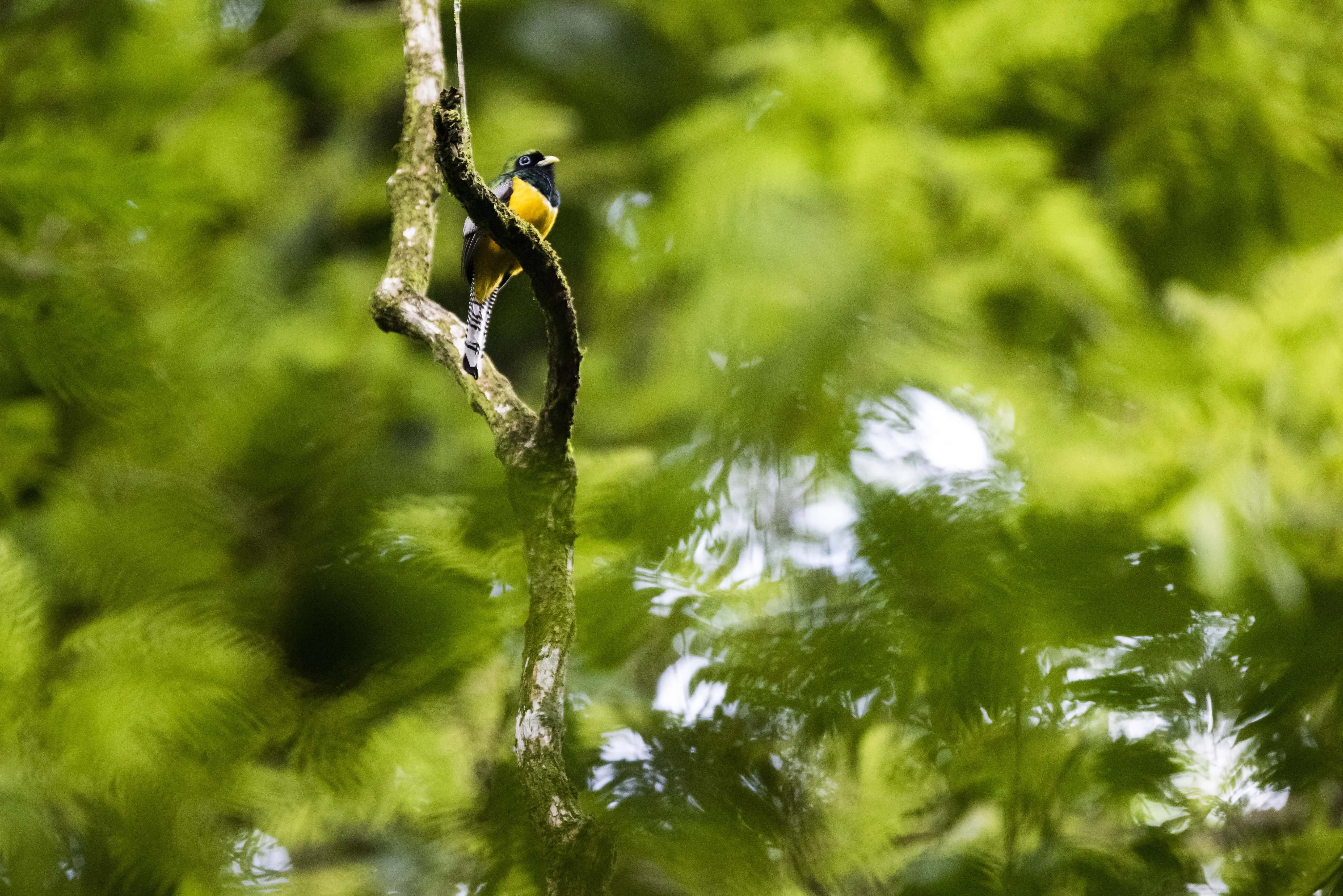 Bird in Tortuguero National Park, Limon Province, Costa Rica