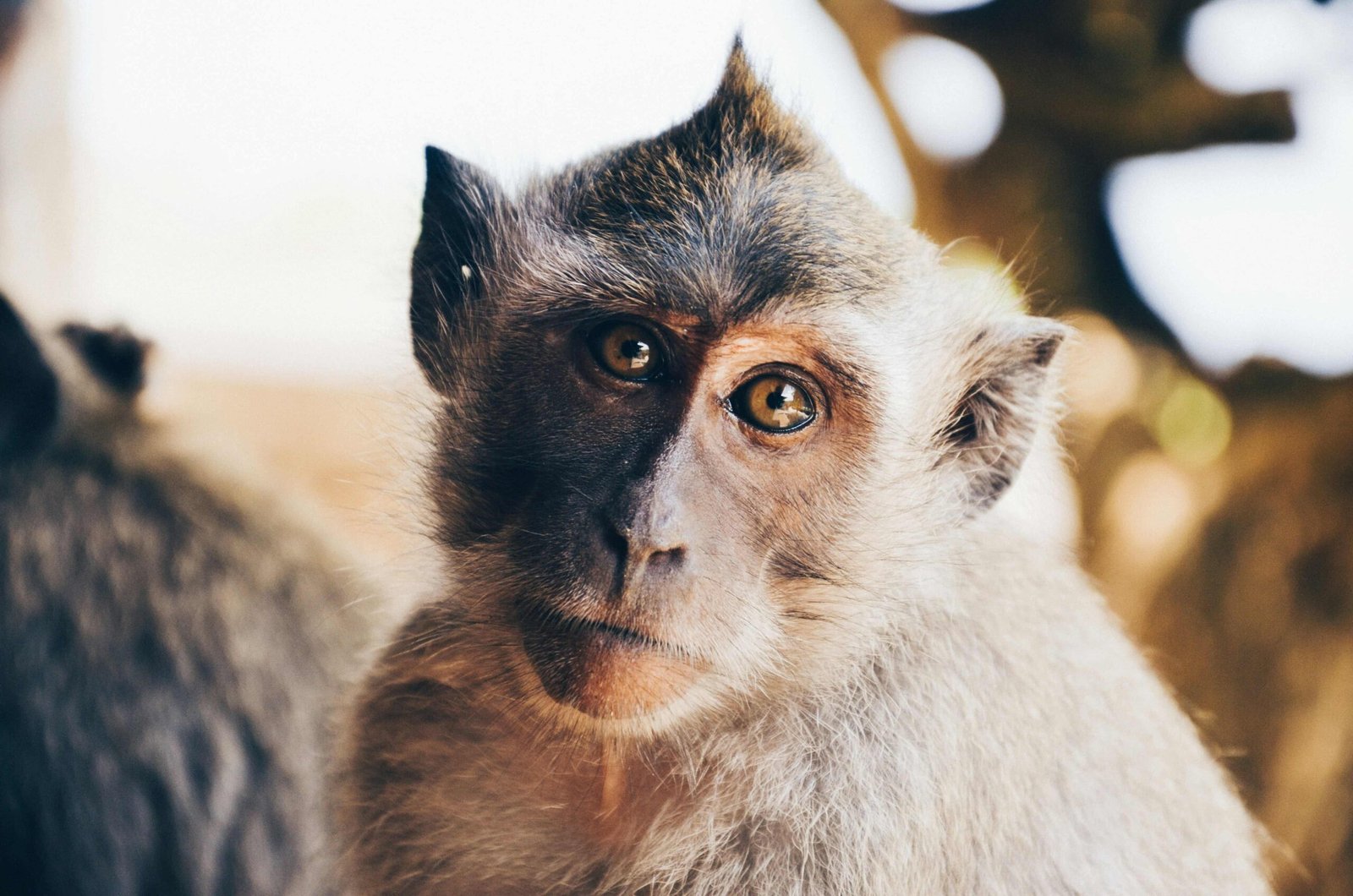 Uluwatu Bali: 39 BEST Things You Need To Know - FAQ (2026) 1 Monkeys at Uluwatu temple