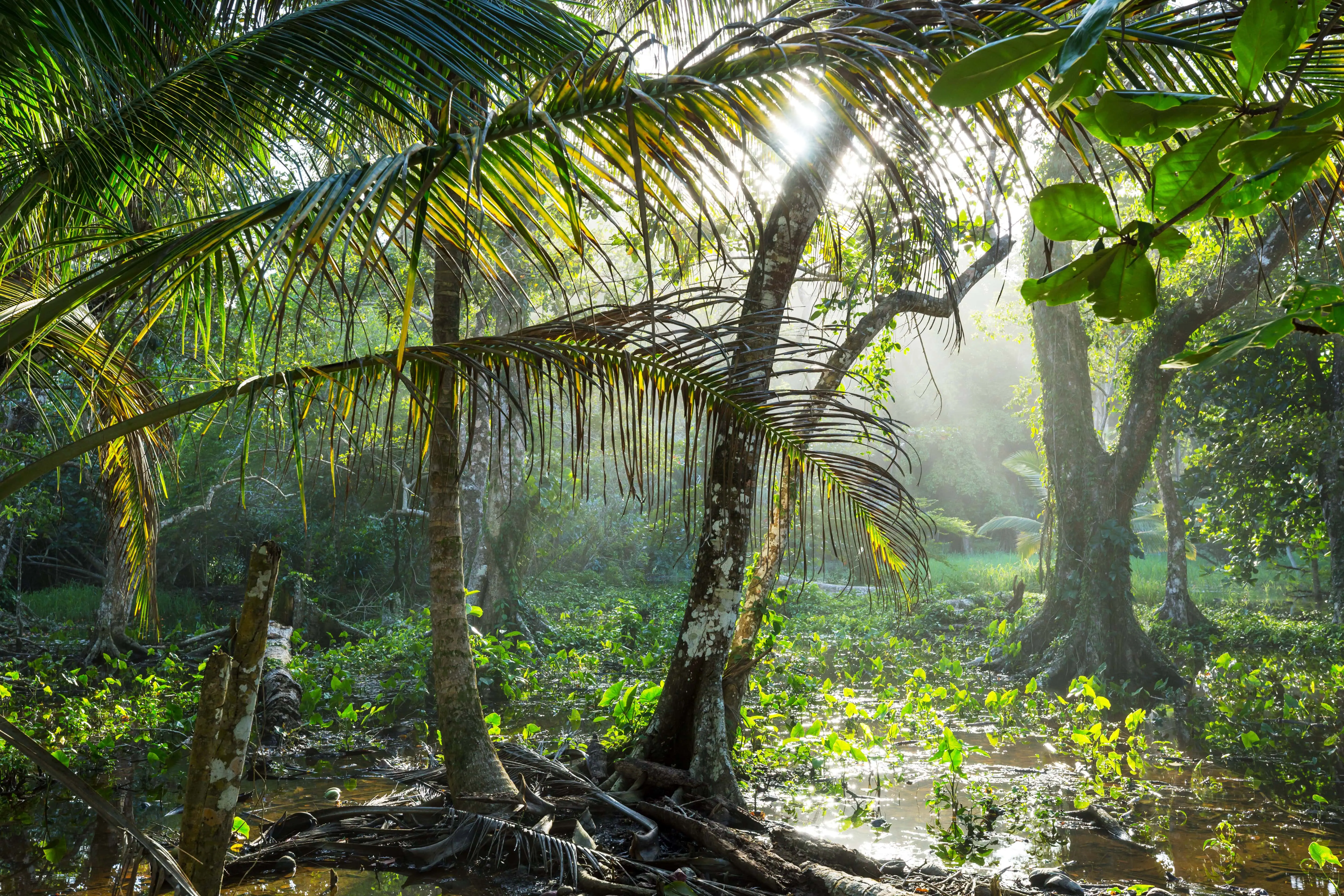 Hiking in green tropical jungle, Costa Rica, Central America