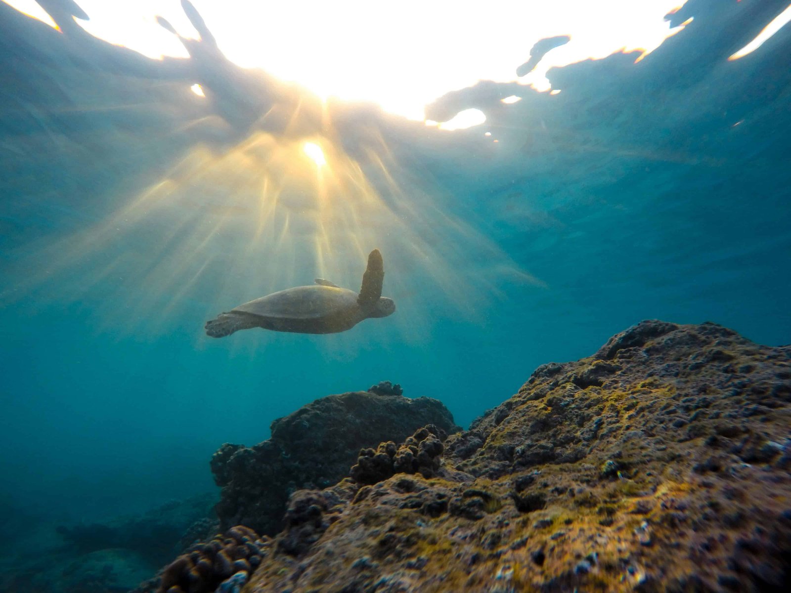 The Best Maruata Beach Travel Guide in Michoacan (2026 Update) 4 Maruata Beach Turtle nesting