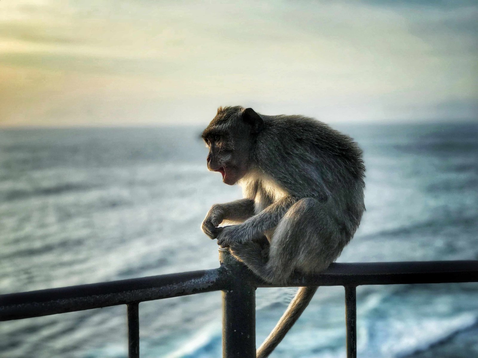 First Timer's Guide to Uluwatu Temple In Bali (2026) 9 Monkeys at Uluwatu Temple