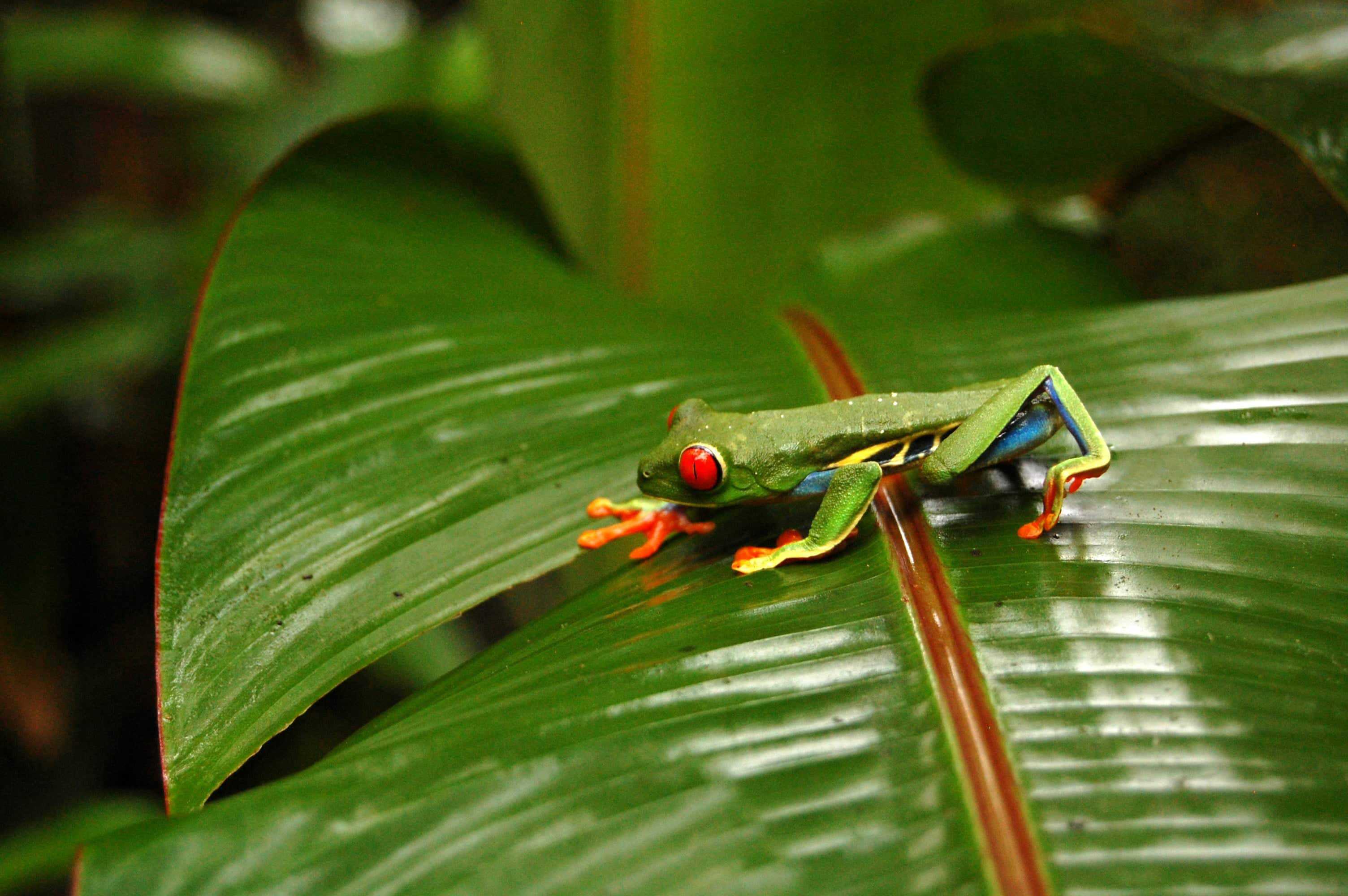 Why Visit Arenal Volcano National Park? 7 Animals in the rainforest