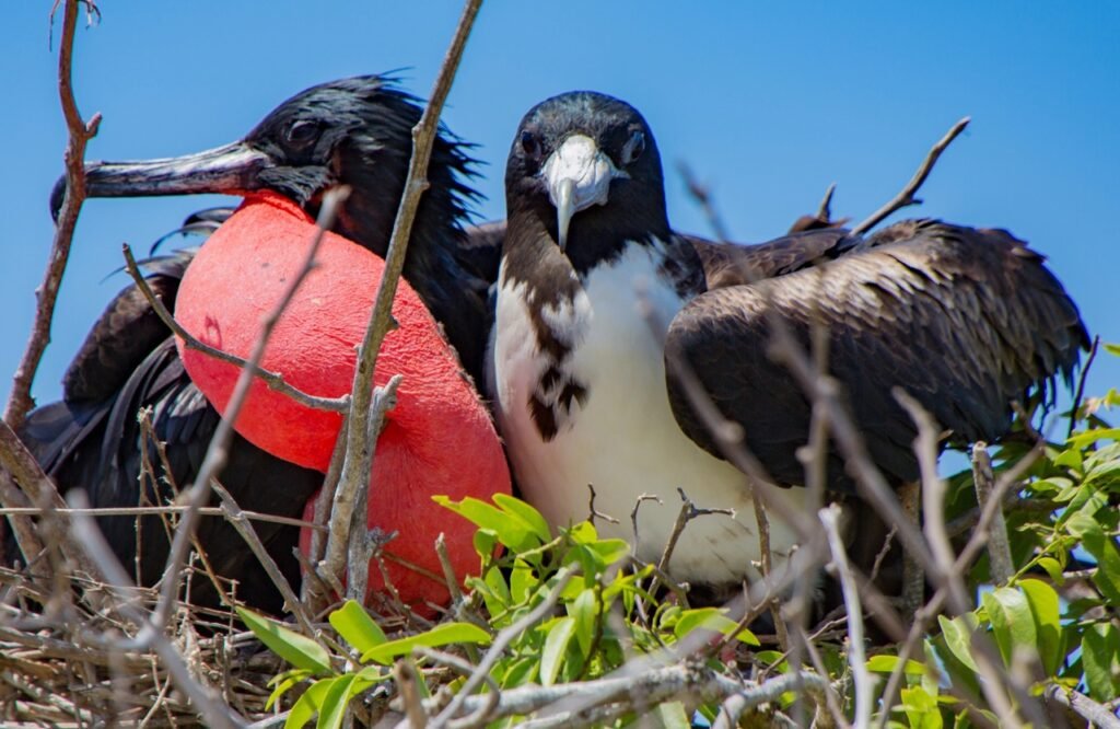 Rincon de Guayabitos Travel Guide: Things to Do, Where to Stay & Itinerary (2026) 3 frigatebirds in Mexico