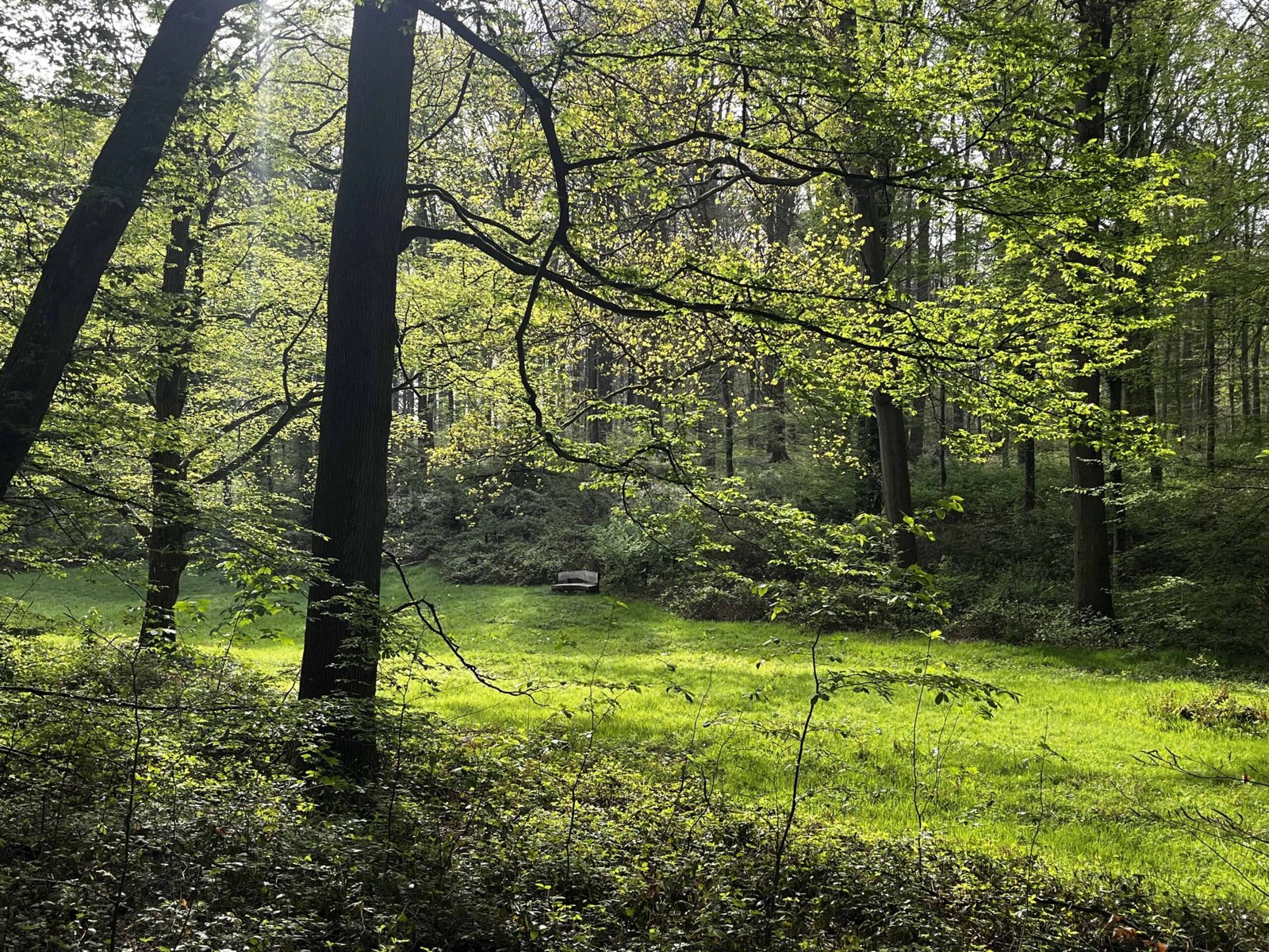 Brussels's Sonian Forest: Worth a Visit in 2026? (REVIEW) 1 Sonian Forest