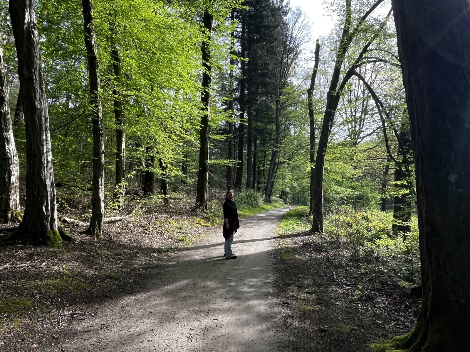 Brussels's Sonian Forest: Worth a Visit in 2026? (REVIEW) 4 beautiful weather in the Sonian Forest