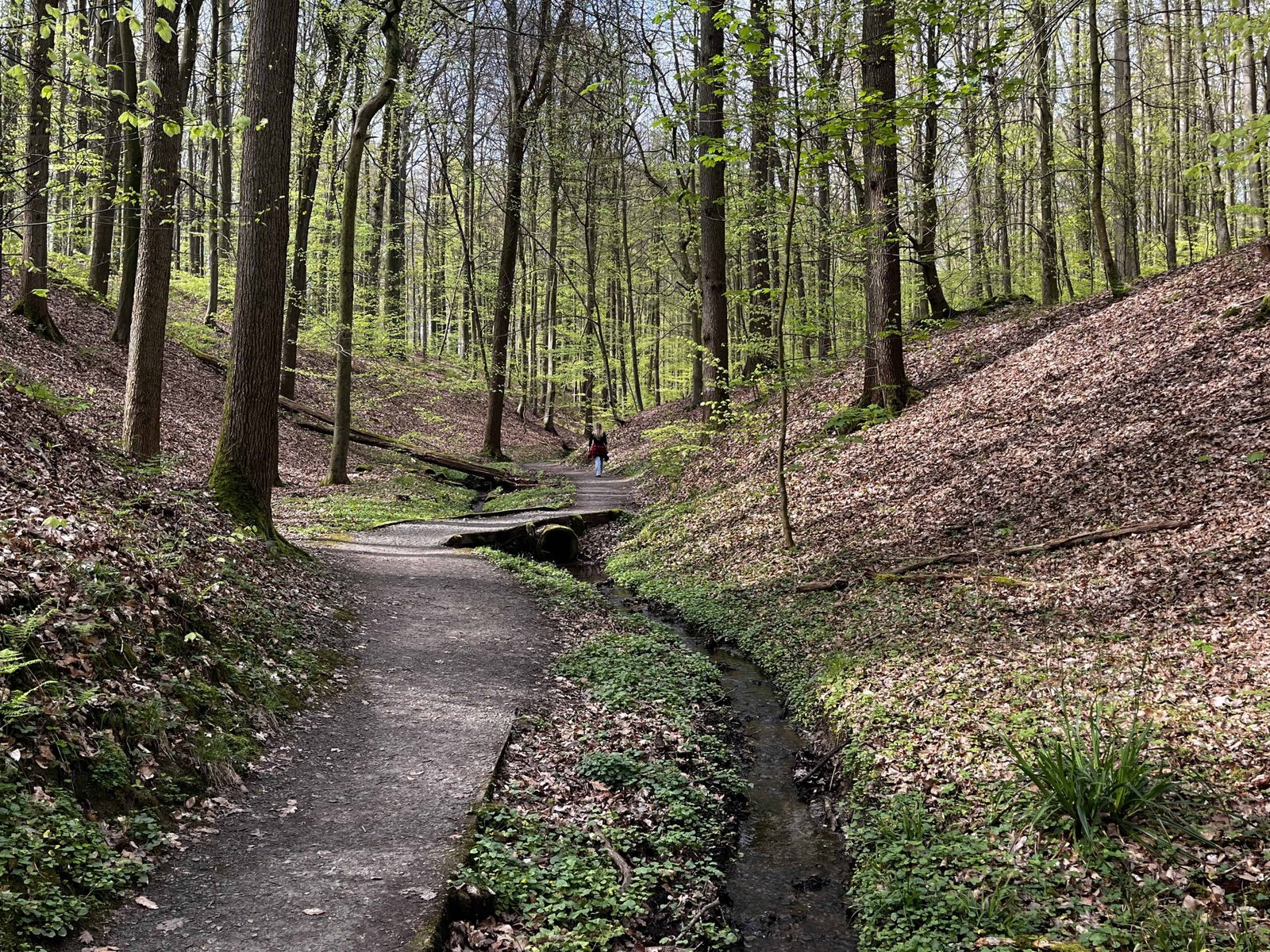 Brussels's Sonian Forest: Worth a Visit in 2026? (REVIEW) 11 Next to a mini river. Very peaceful!