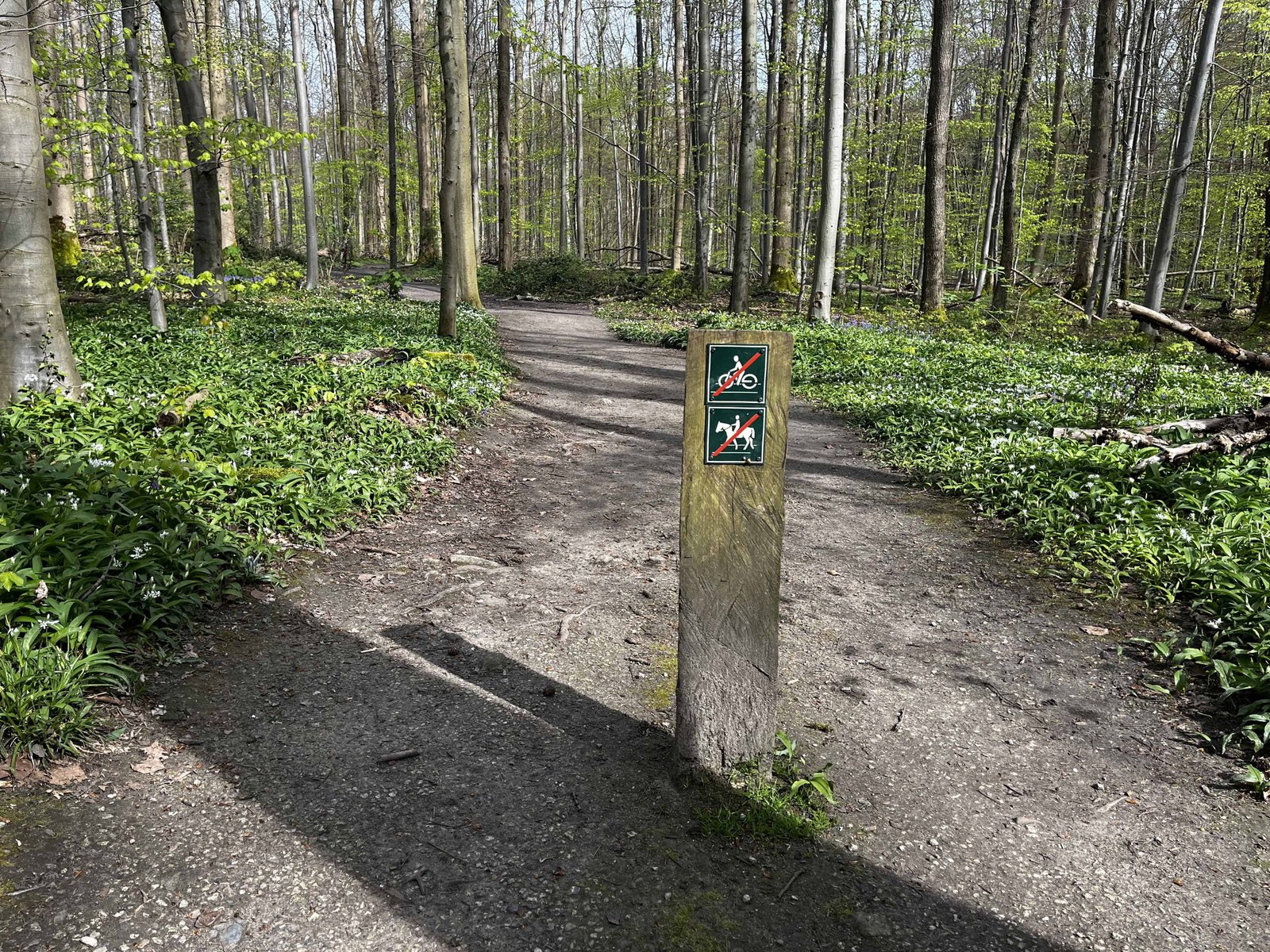 Brussels's Sonian Forest: Worth a Visit in 2026? (REVIEW) 6 Trails in the Sonian Forest